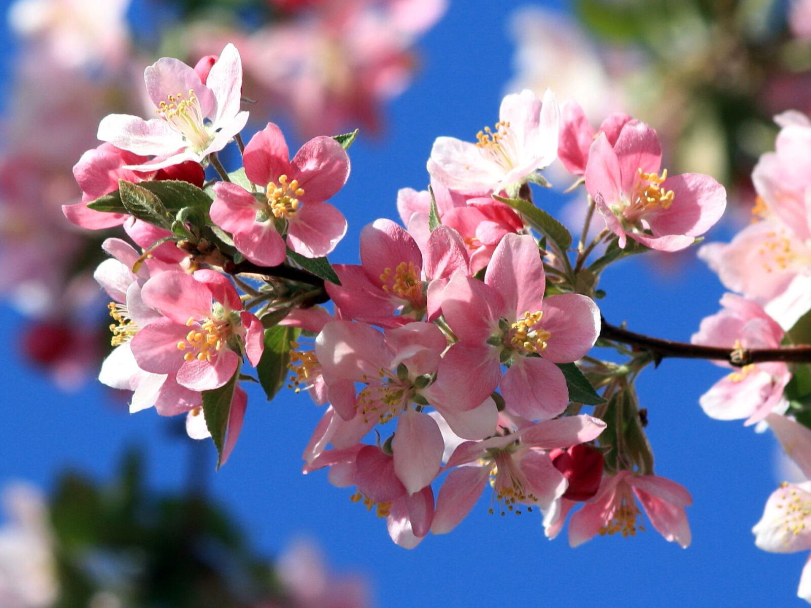 f/4-5.6 IS II sample photo. Pinkflowers, brnach, spring, blossoms photography