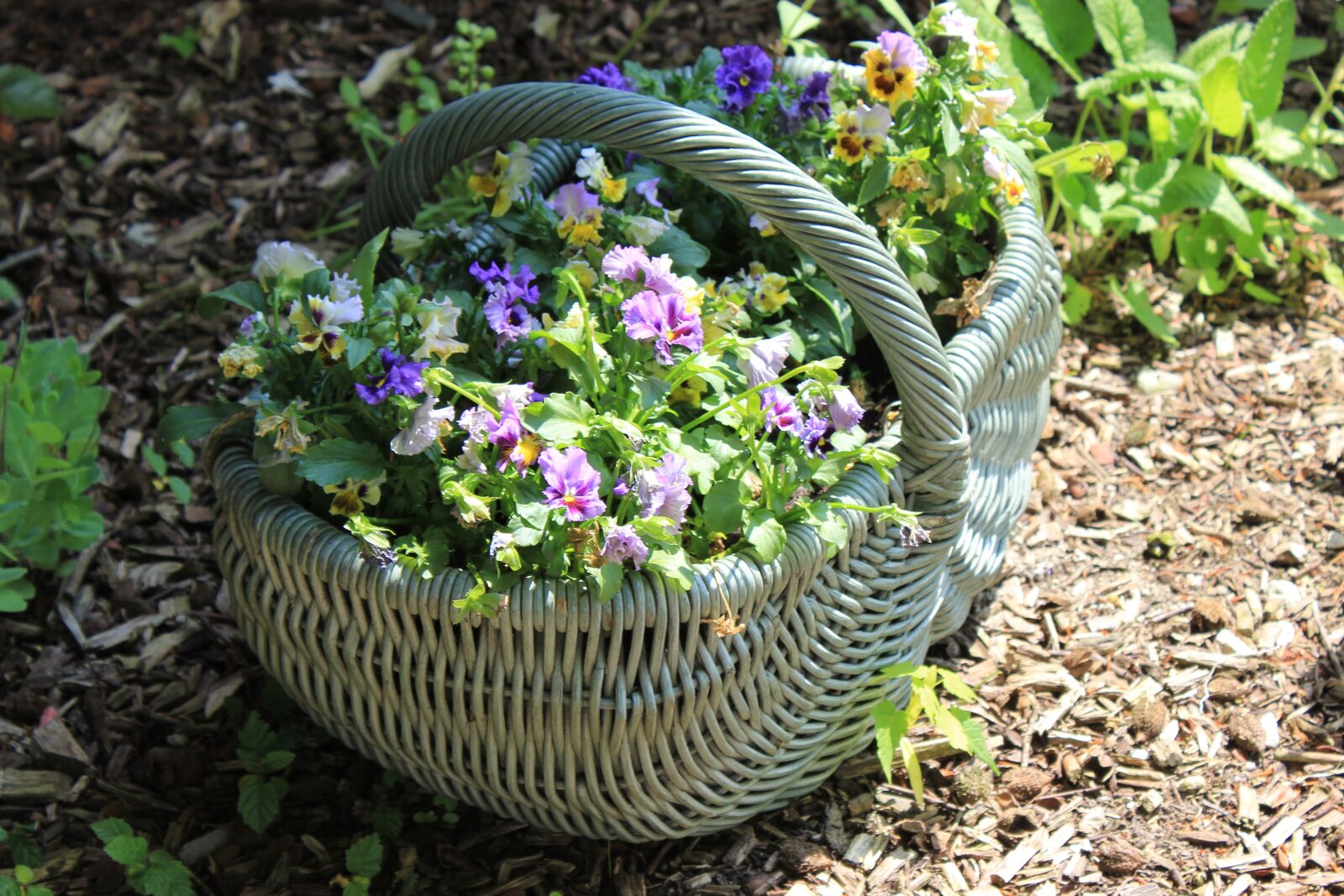 Canon EOS 550D (EOS Rebel T2i / EOS Kiss X4) sample photo. Basket, flowers, plant photography