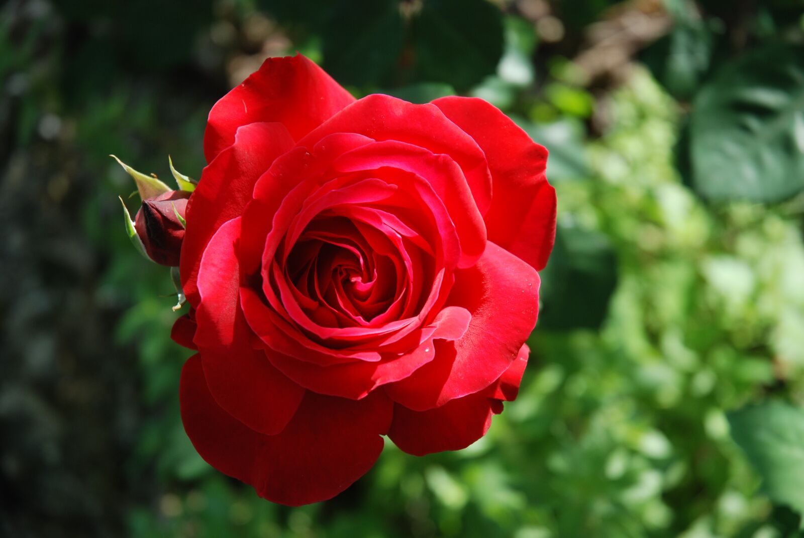 Nikon D80 sample photo. Rose, flower, spring photography