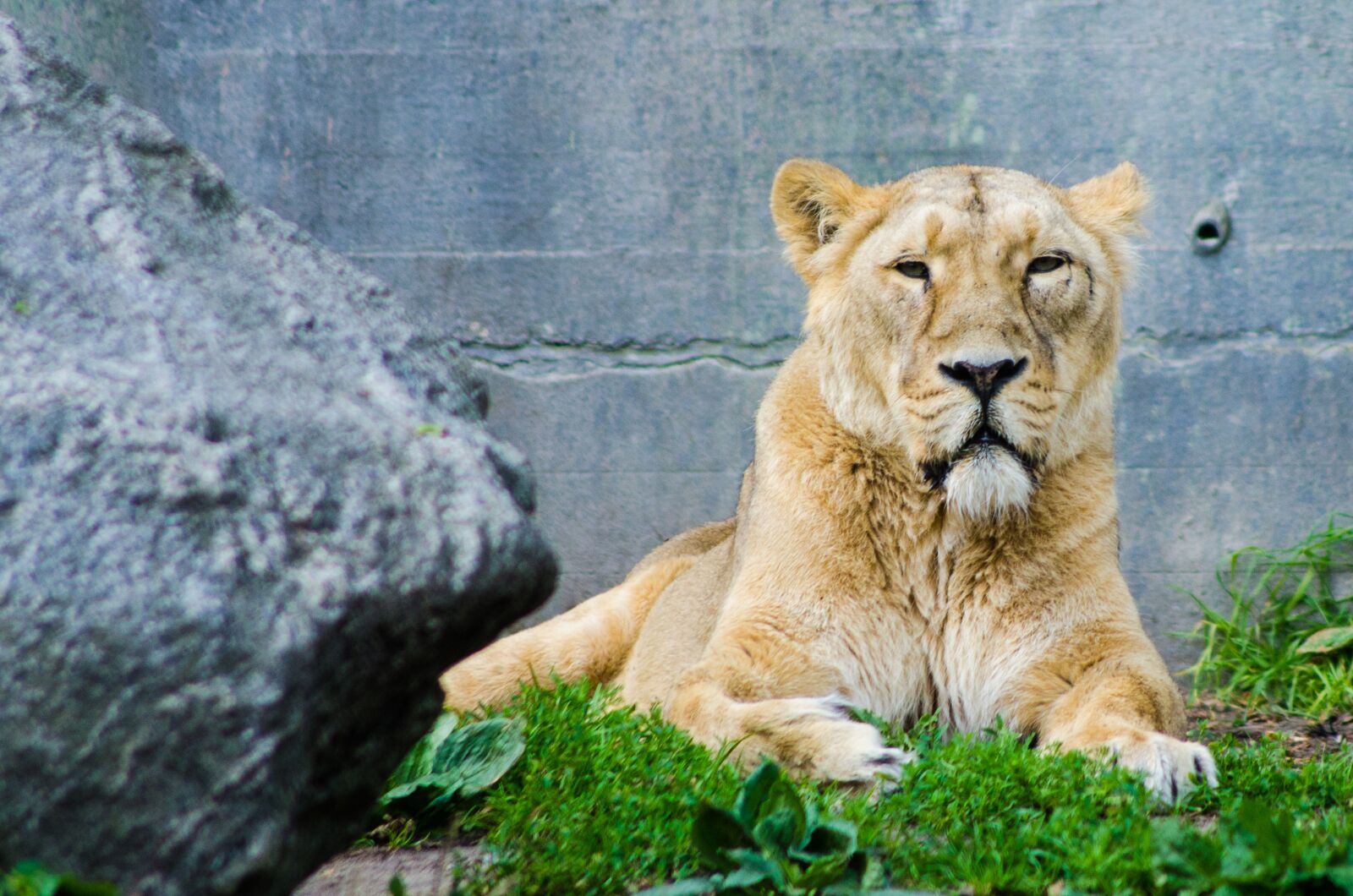 Nikon D7000 sample photo. Lioness, lion, animal photography