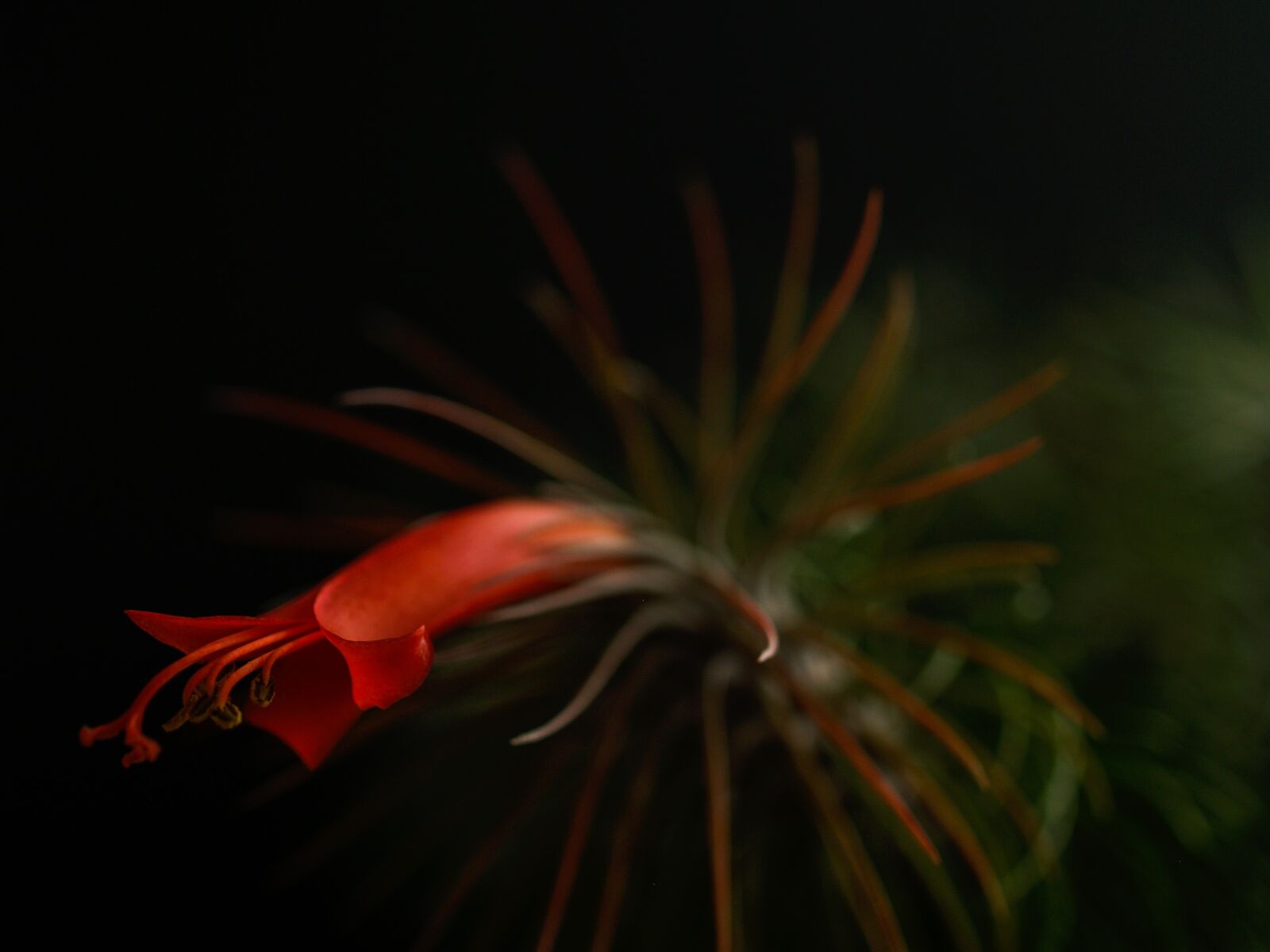 Olympus E-500 (EVOLT E-500) sample photo. Sukulent, flower, retail photography