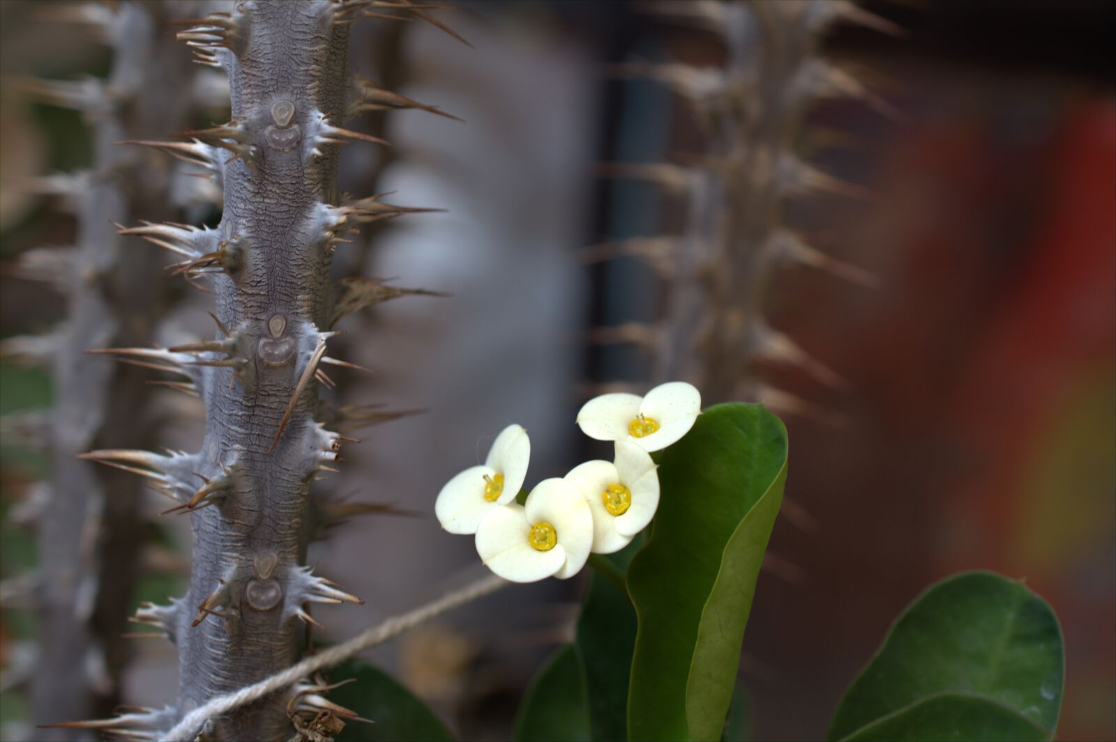 Nikon D7500 sample photo. Thorns, flowers, cactus photography