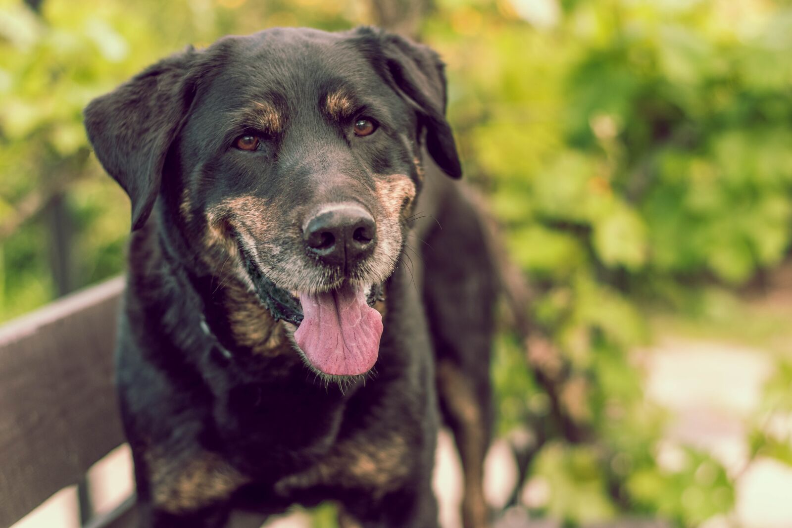 Nikon D5600 sample photo. Dog, smile, happy photography