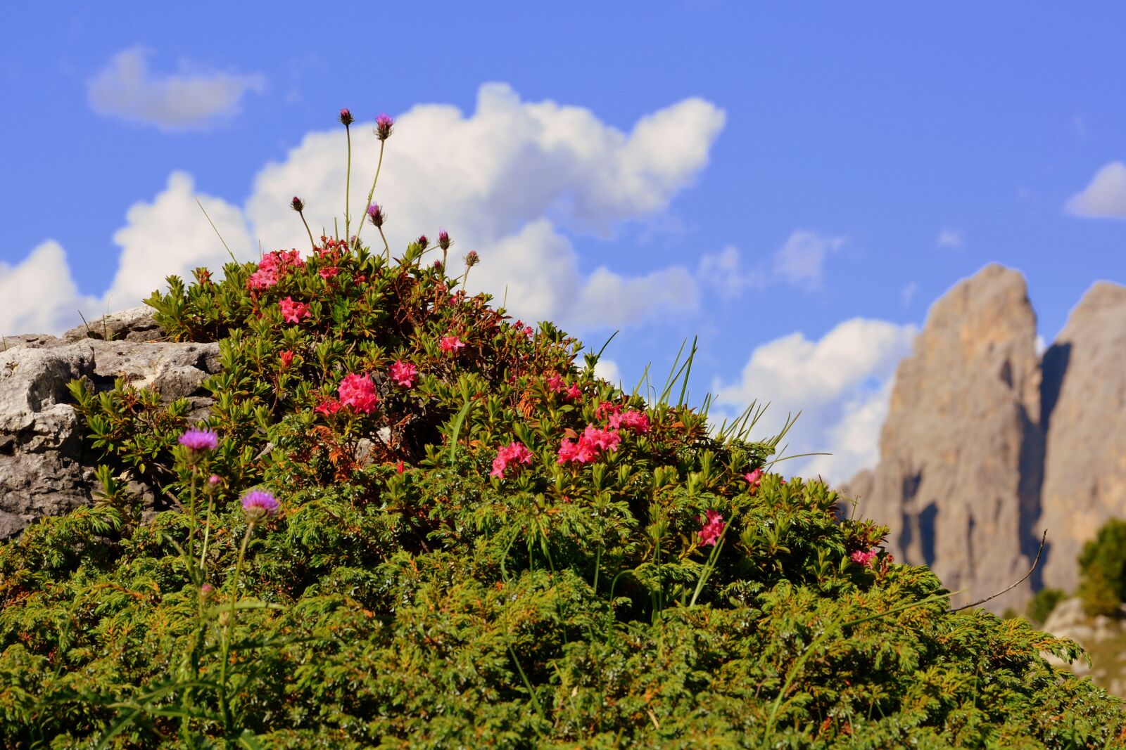 Nikon D7100 sample photo. Bloom, nature, beauty photography