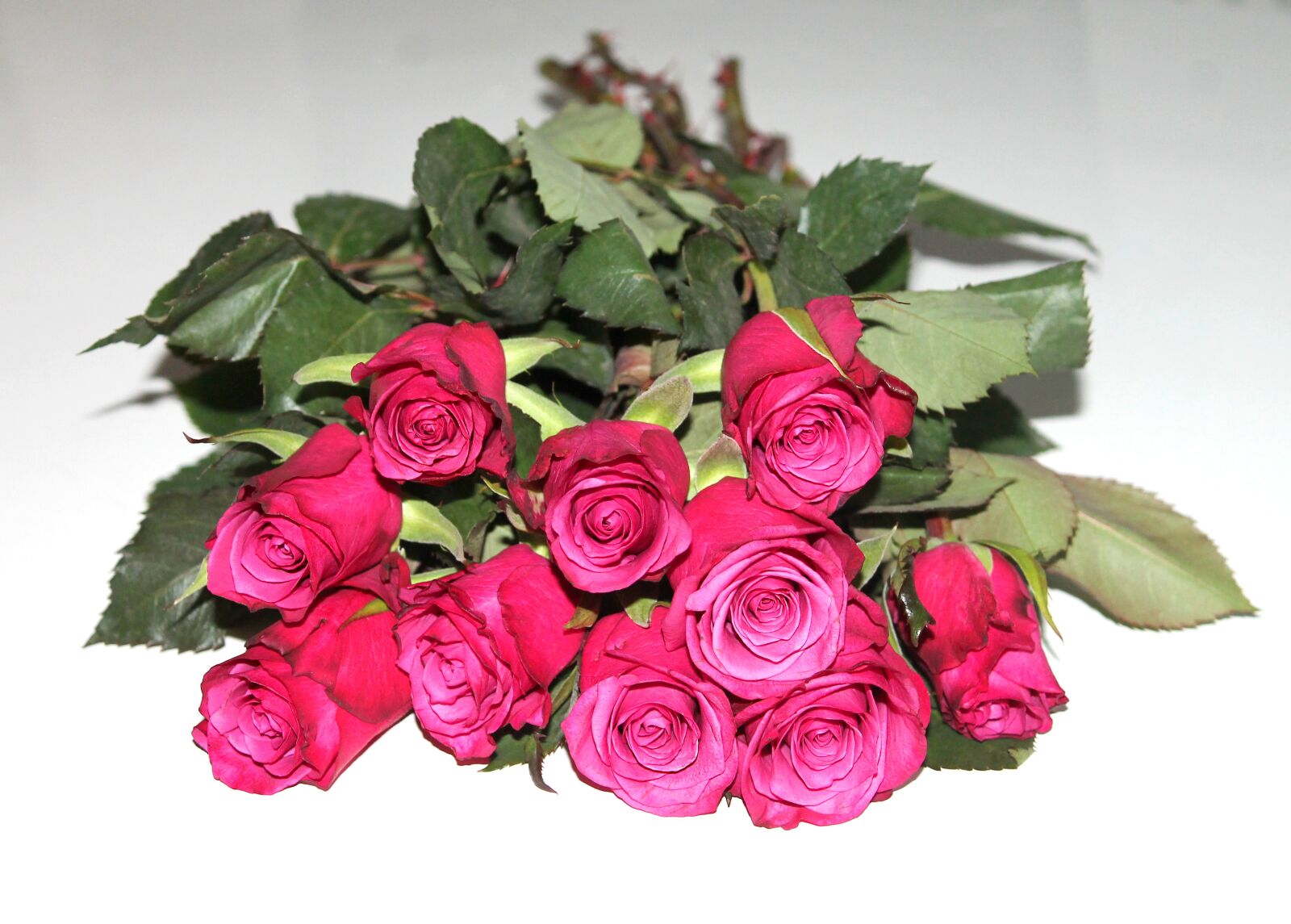 Canon EOS 1100D (EOS Rebel T3 / EOS Kiss X50) sample photo. Many roses, roses, bouquet photography