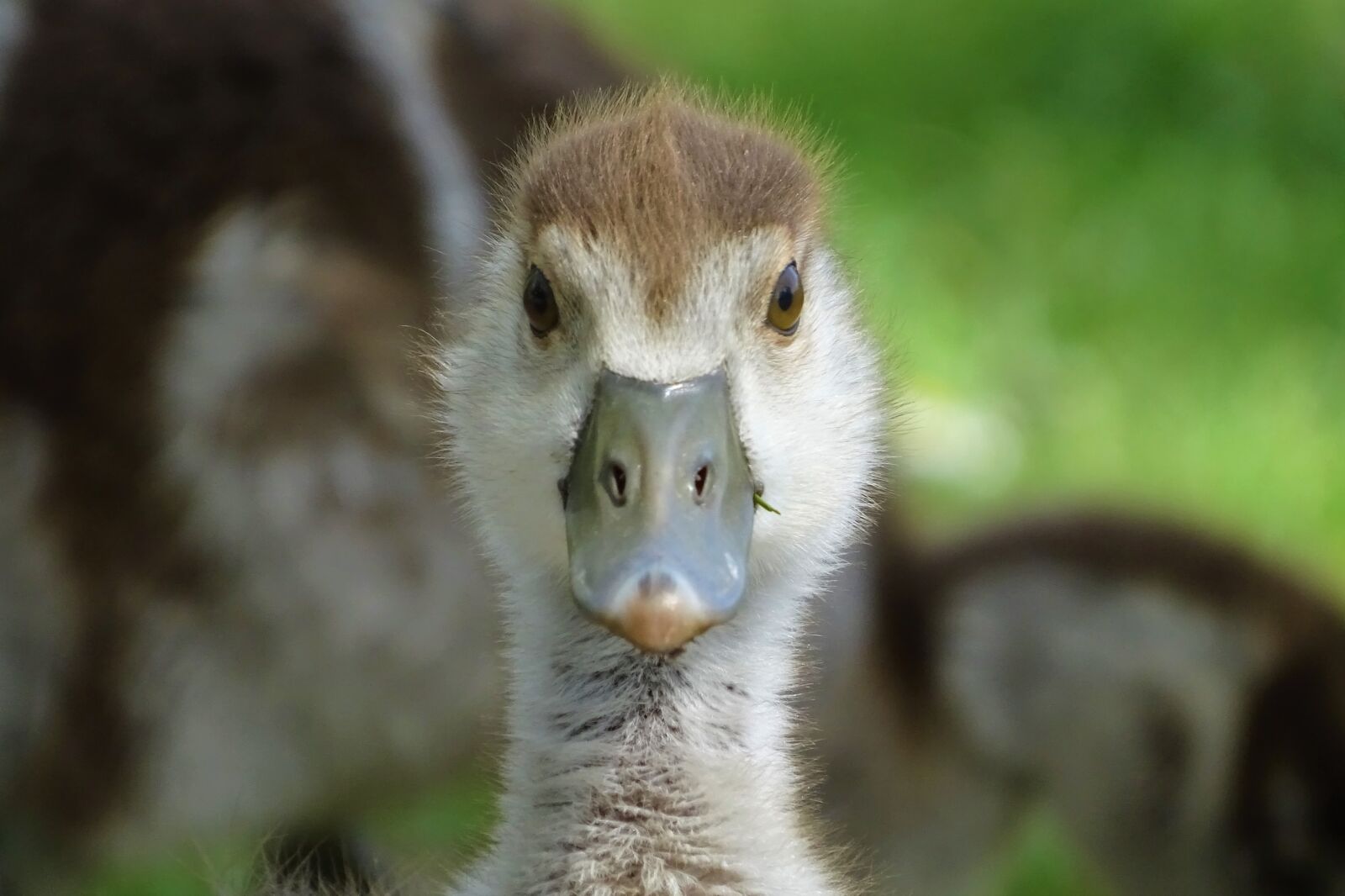 Sony Cyber-shot DSC-HX400V sample photo. Nilg nse, young animals photography