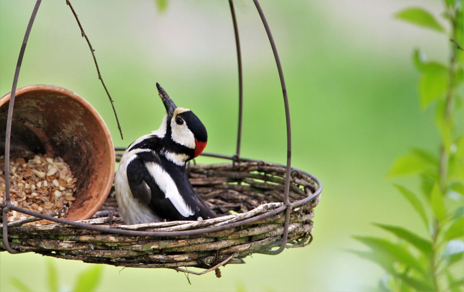 Tamron SP 150-600mm F5-6.3 Di VC USD sample photo. Great spotted woodpecker, feeding photography