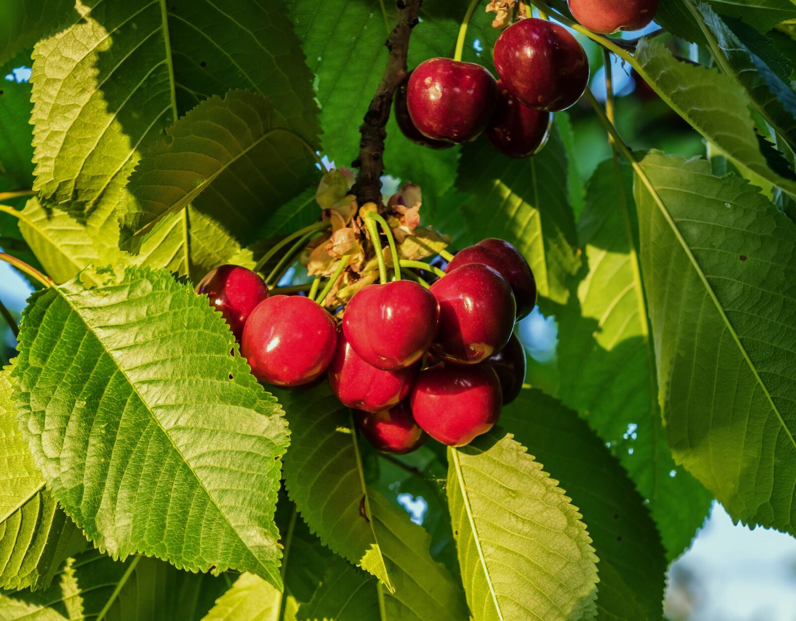 Nikon D3300 sample photo. Cherry, fruit, sweet photography