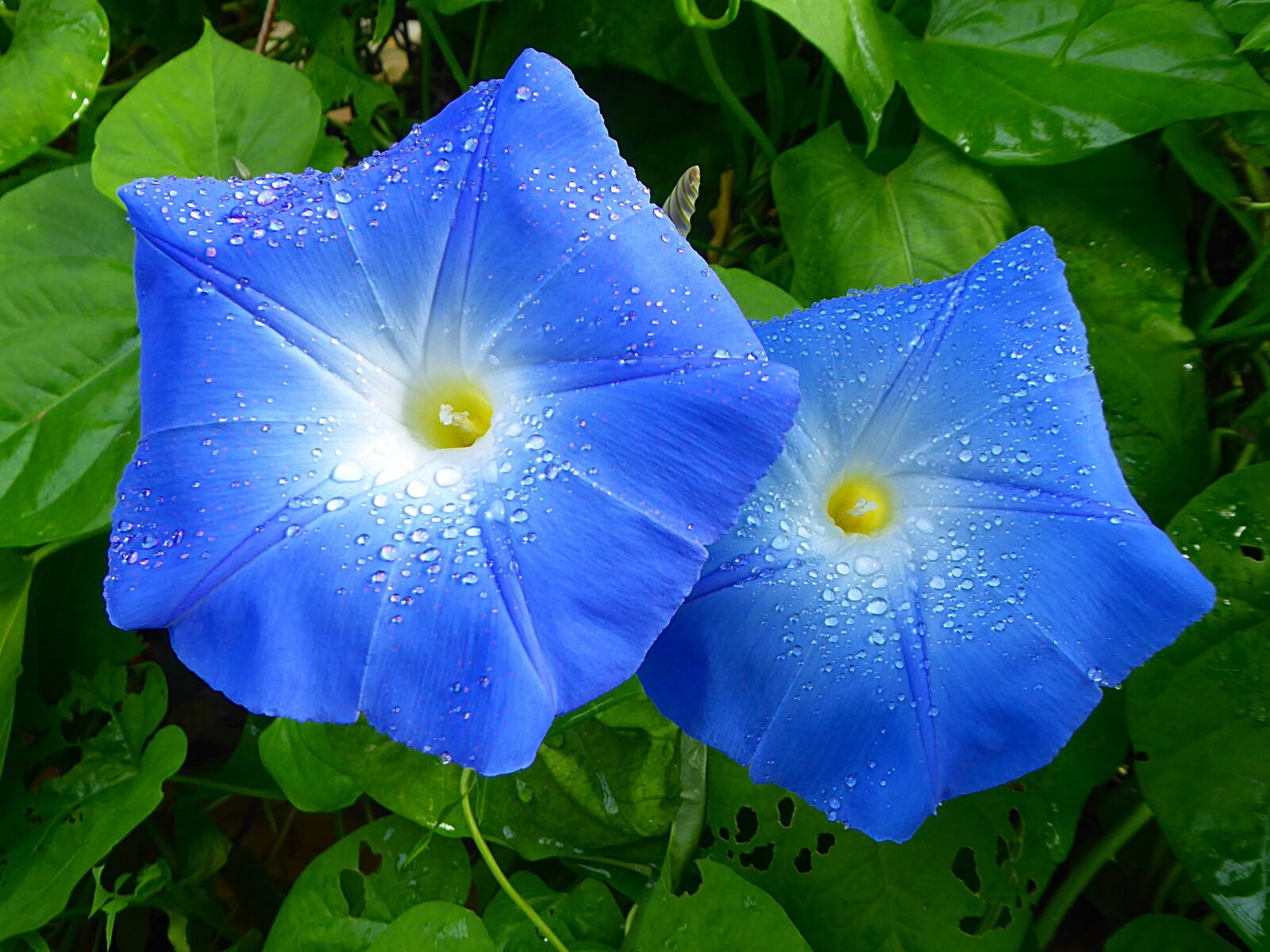 Panasonic Lumix DMC-ZS50 (Lumix DMC-TZ70) sample photo. Flower, blue, morning glory photography