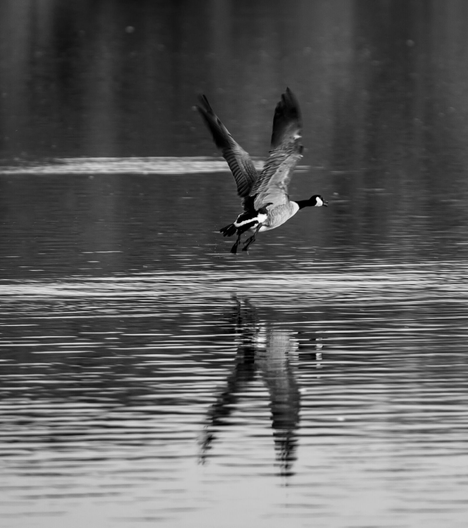 Canon EOS 5D Mark II + Canon EF 300mm F4L IS USM sample photo. Goose, monochrome, flying photography