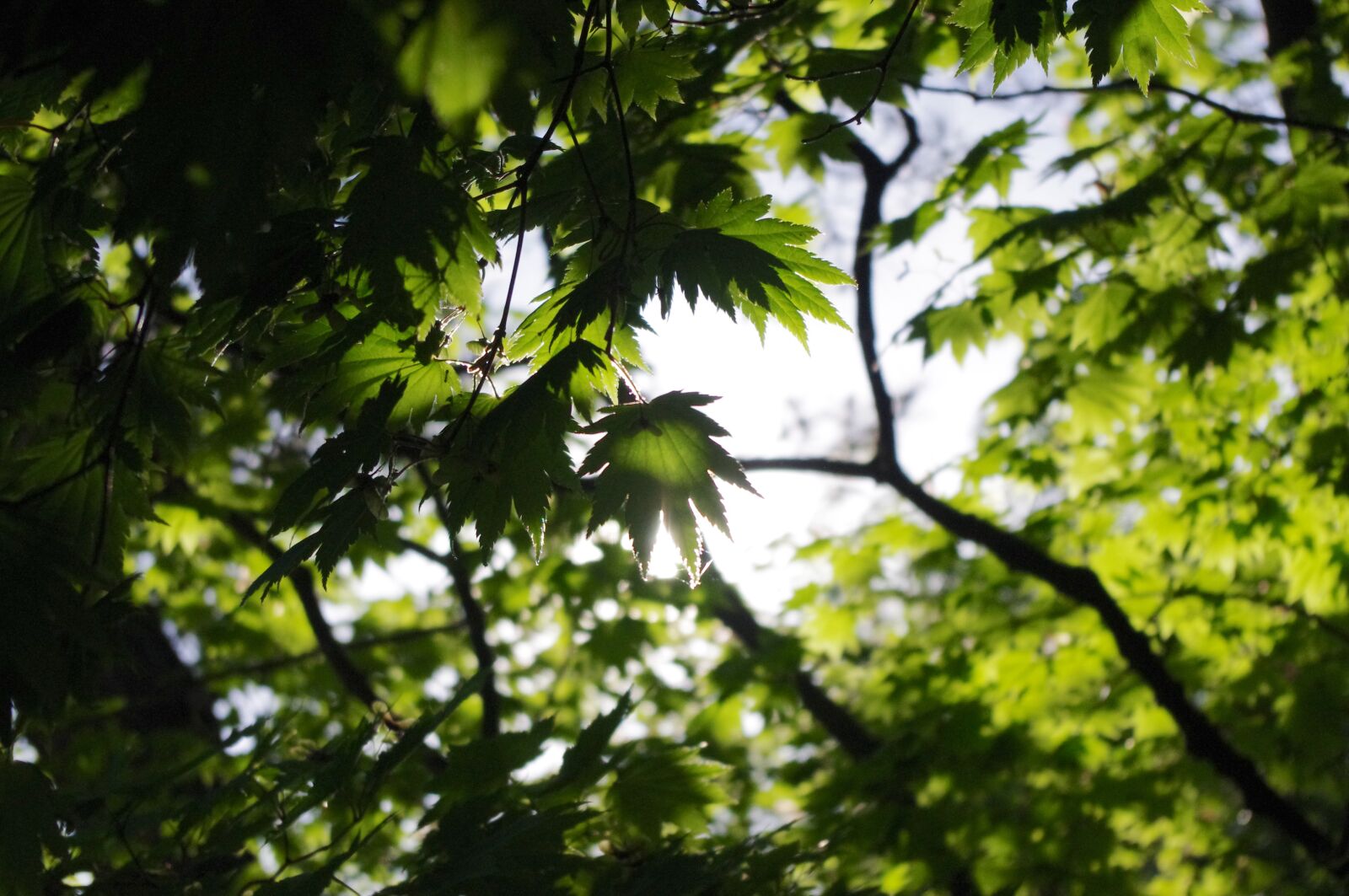 Pentax K-r sample photo. Maple, green, leaves photography