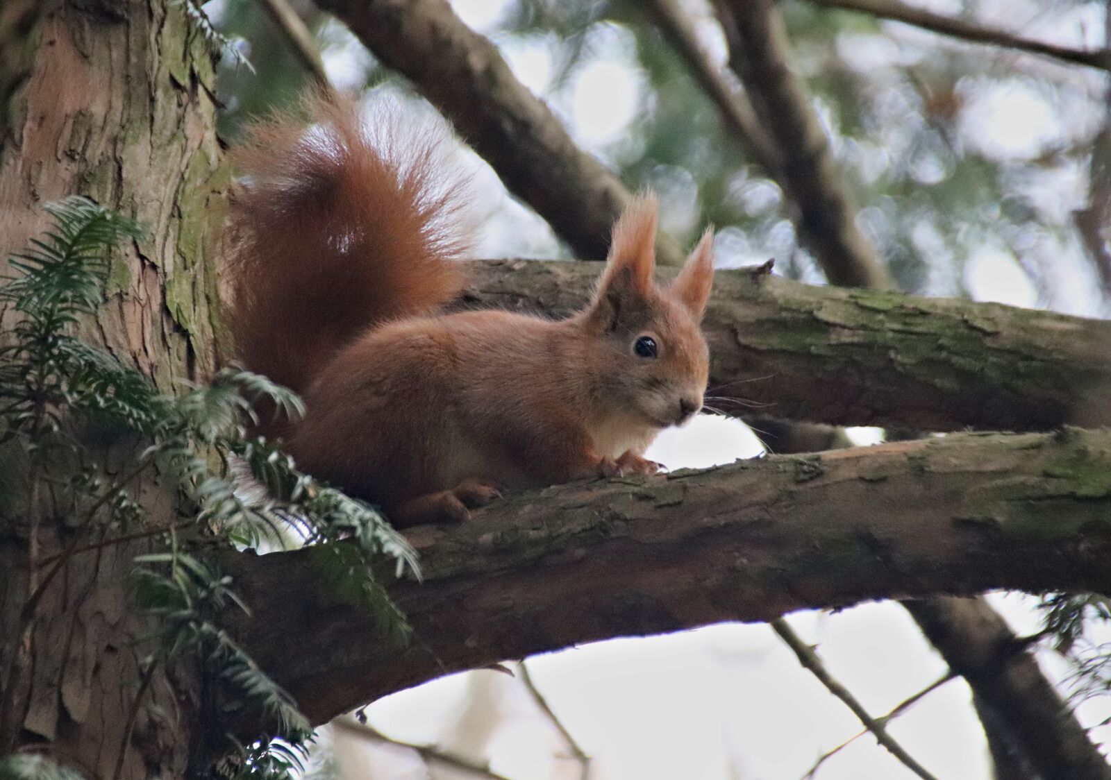Canon EOS 77D (EOS 9000D / EOS 770D) sample photo. The squirrel, sitting, branch photography