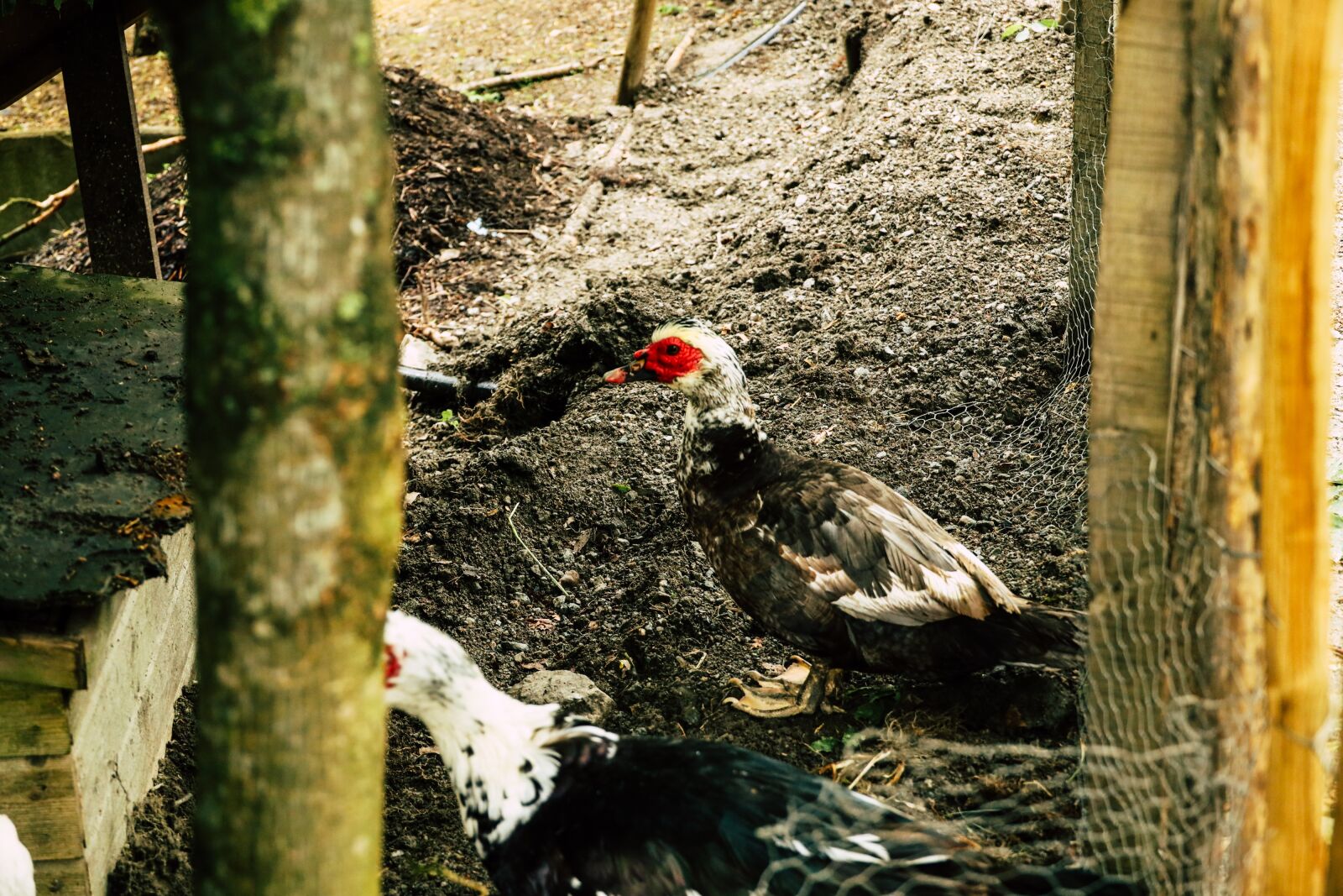 Canon RF 24-240mm F4-6.3 IS USM sample photo. Bird, animal, livestock photography