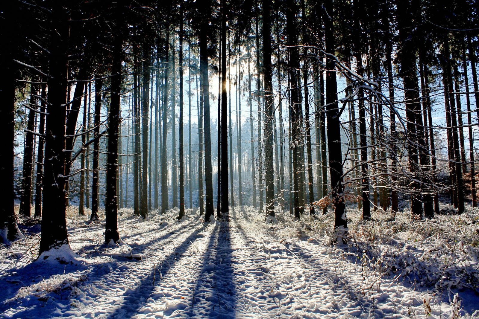 Canon EOS 450D (EOS Rebel XSi / EOS Kiss X2) sample photo. Wood, nature, landscape photography