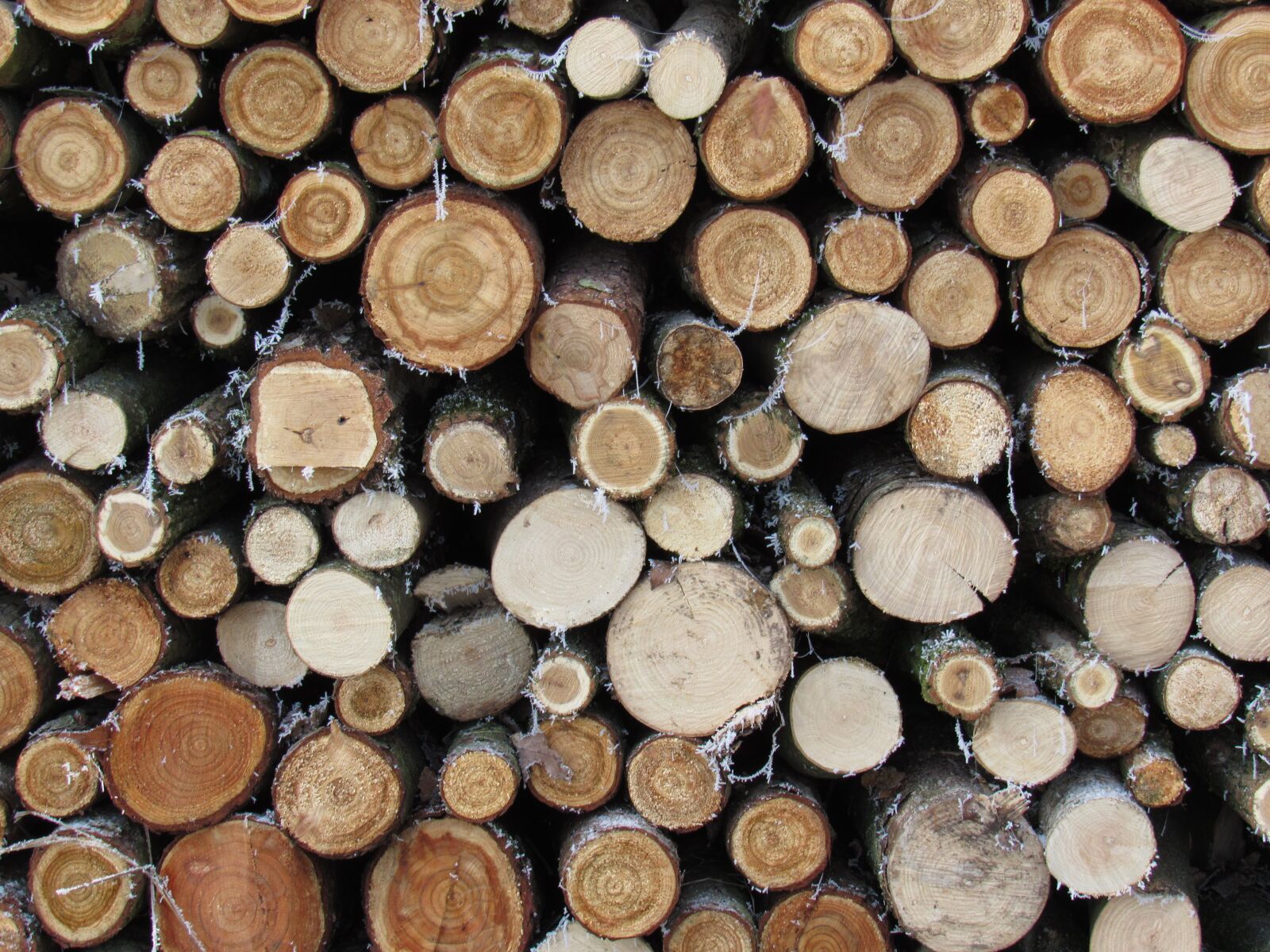 Canon PowerShot SX530 HS sample photo. Wood, annual rings, pile photography