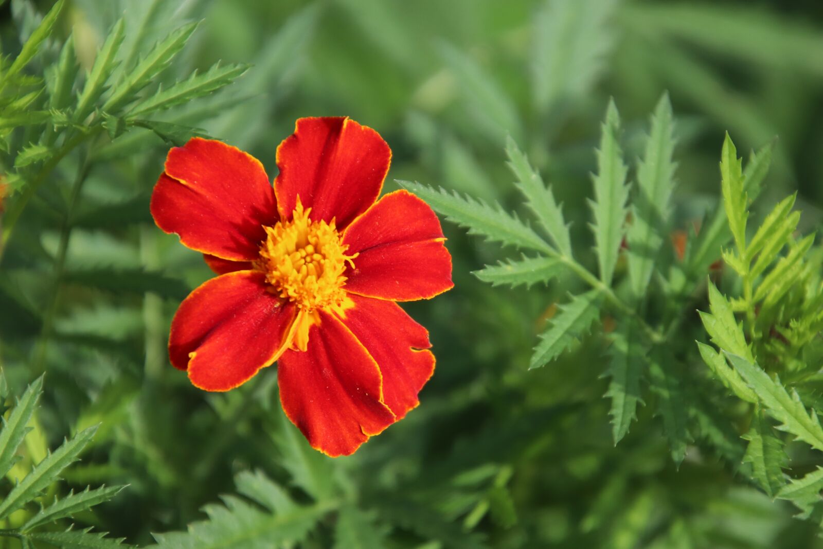Canon EOS 800D (EOS Rebel T7i / EOS Kiss X9i) sample photo. Illet of india, flowers photography