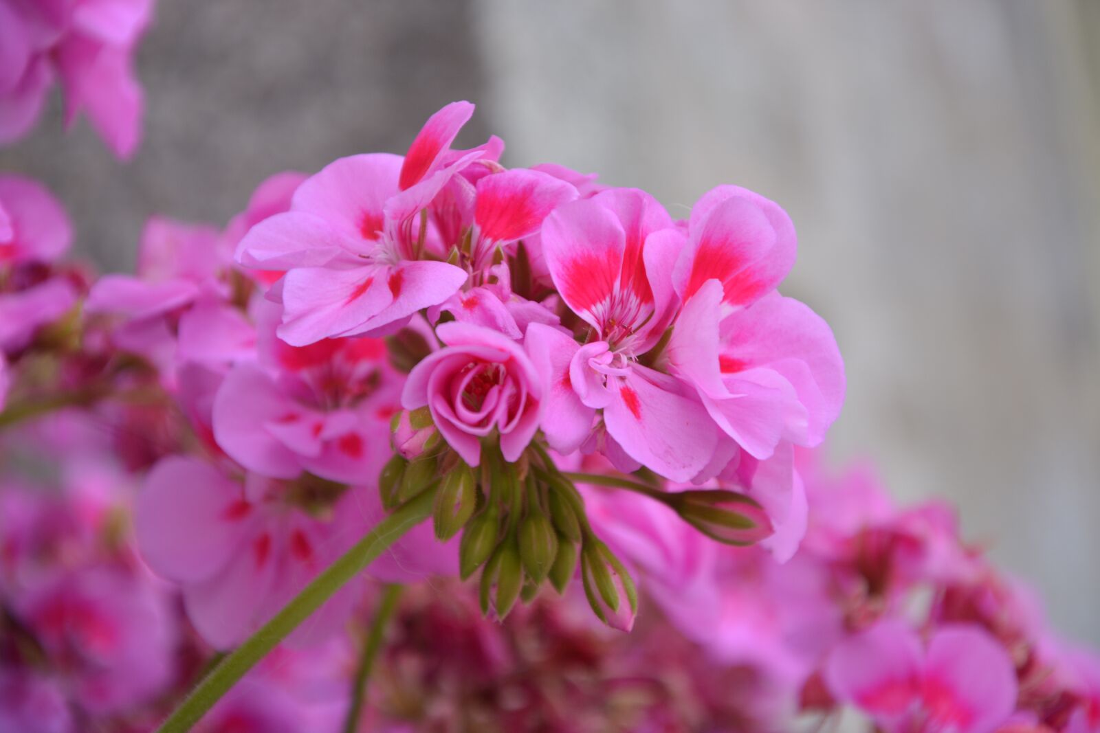 Nikon D5200 sample photo. Geranium, flower, pink photography