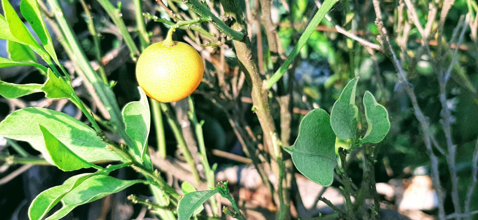 Samsung Galaxy A50 sample photo. Leaf, nature, nursery photography