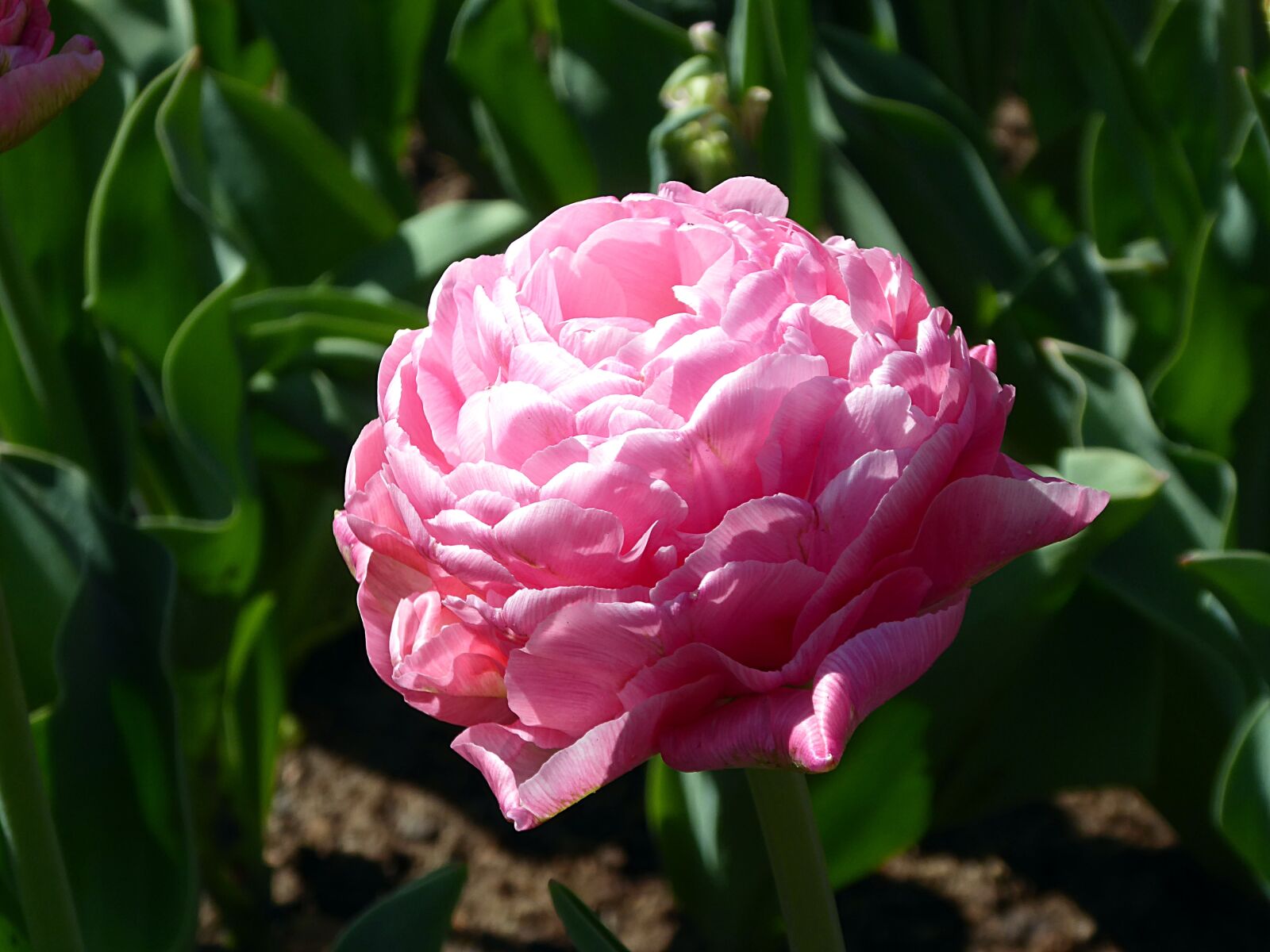 Panasonic Lumix DMC-ZS50 (Lumix DMC-TZ70) sample photo. Tulip, flower, pink photography