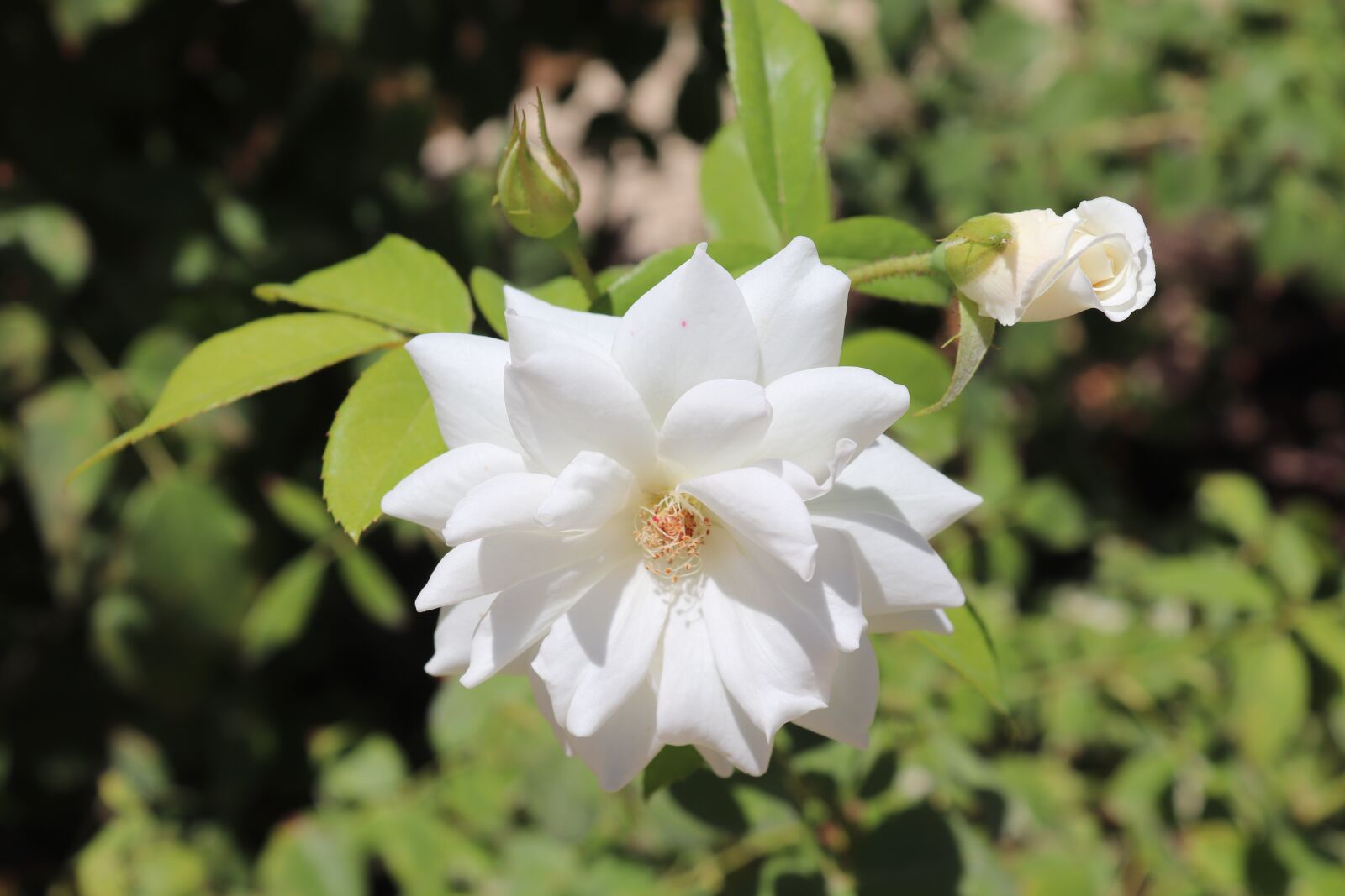 Canon EOS 200D (EOS Rebel SL2 / EOS Kiss X9) sample photo. Flower, white, green photography