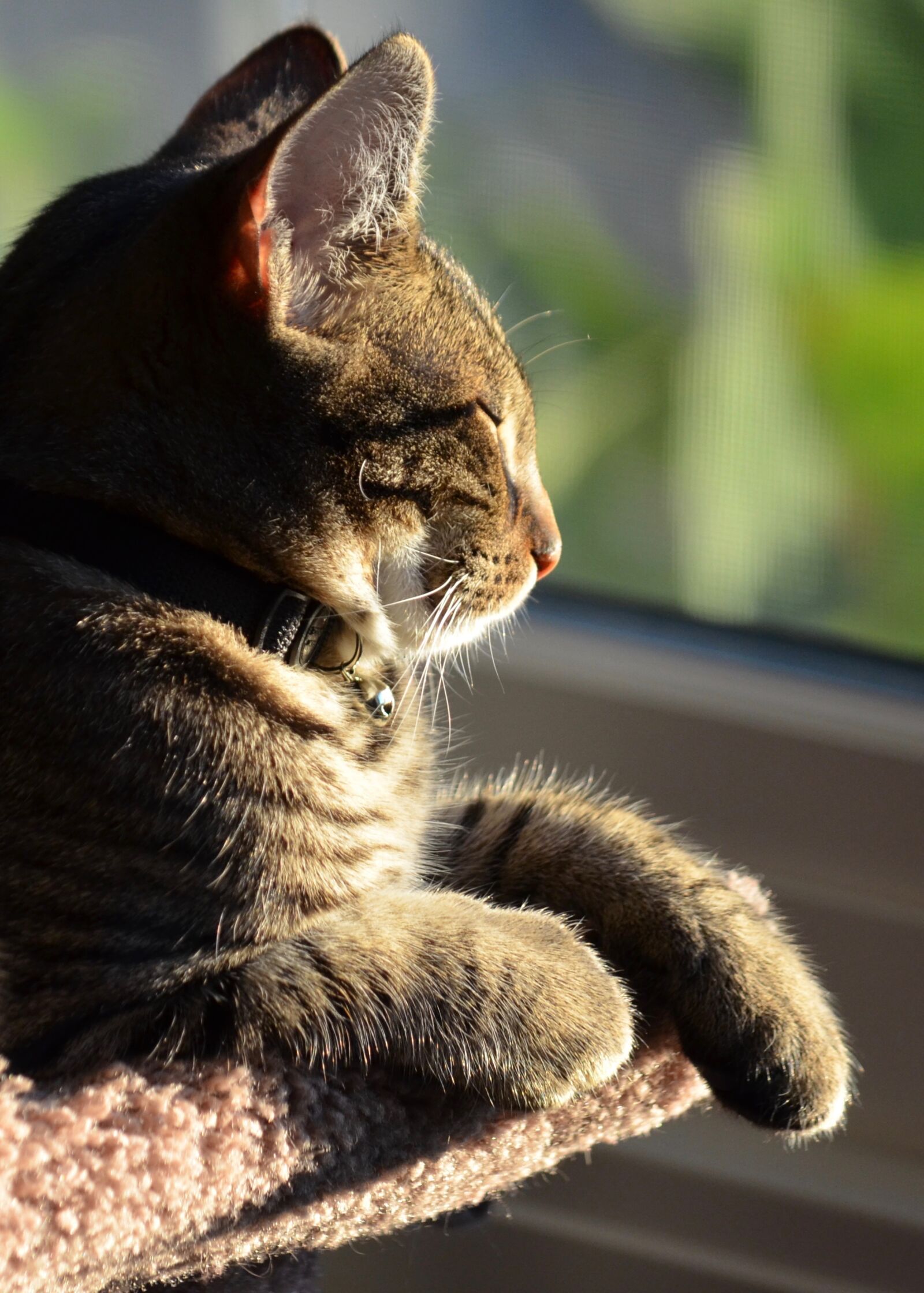 Nikon D5100 sample photo. Cat, kitty, cute photography