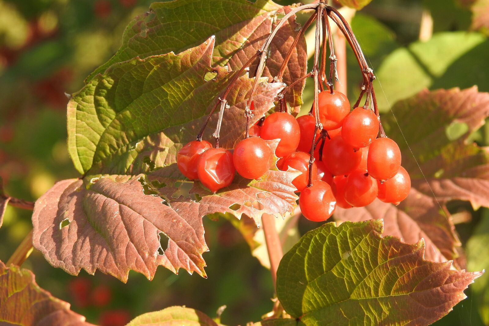 Nikon Coolpix P900 sample photo. Colorful leaves, leaves, berries photography
