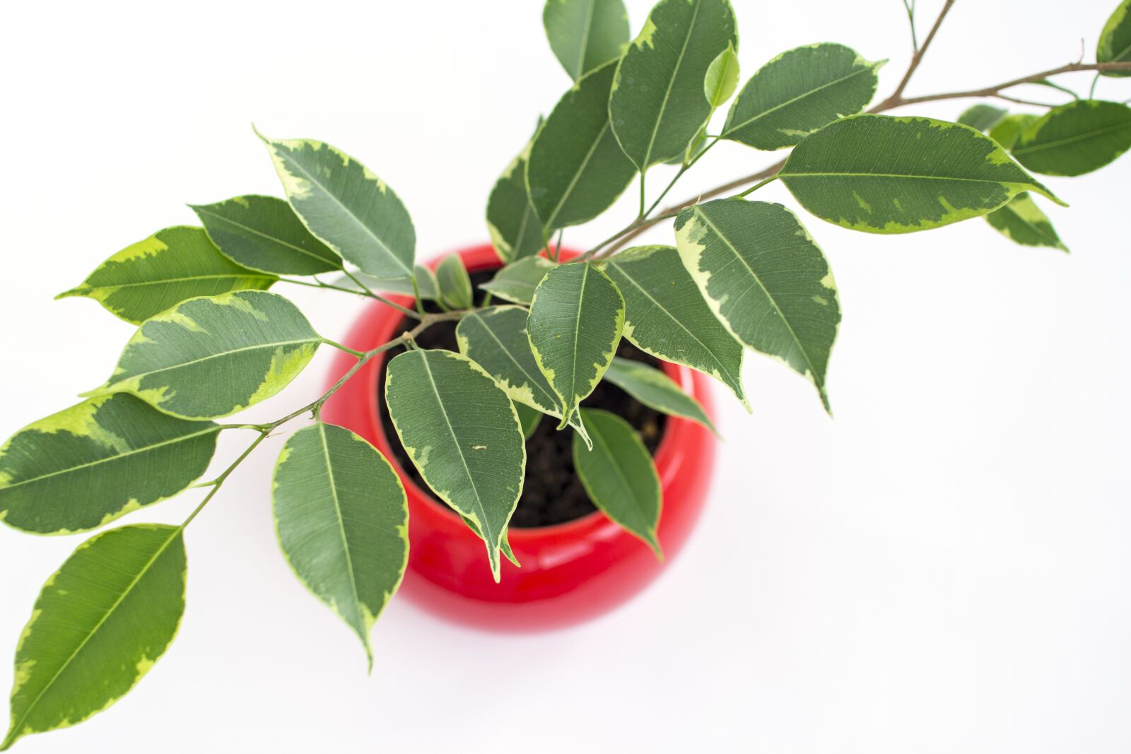 Canon EOS 60D sample photo. Pipal, indoor plant, flower photography