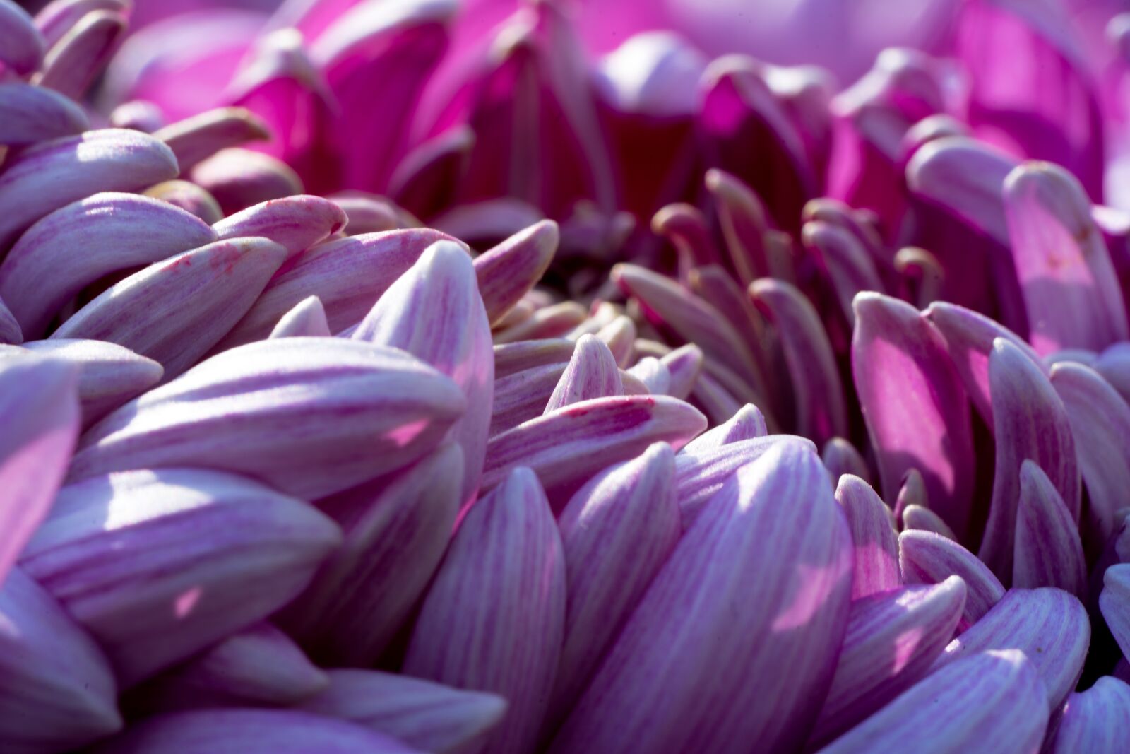 Sony a7 II + Sony FE 90mm F2.8 Macro G OSS sample photo. Chrysanthemum, flowers, petal photography