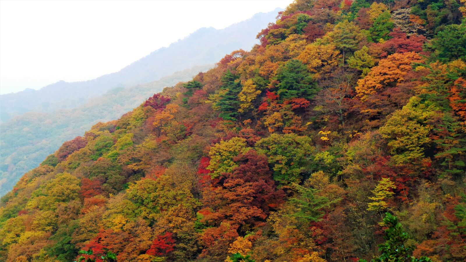 Samsung Galaxy Camera (Wi-Fi) sample photo. Jiri, autumn, autumn leaves photography