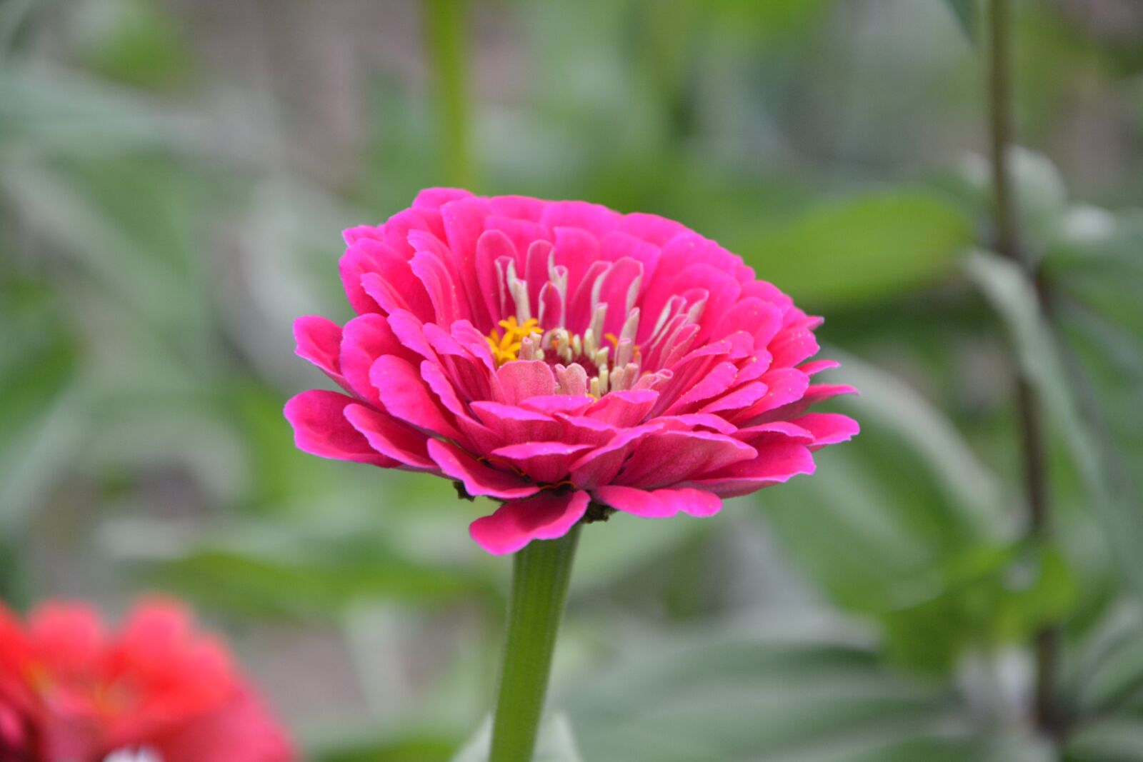 Nikon D5200 sample photo. Flower, bouquet, flowering photography