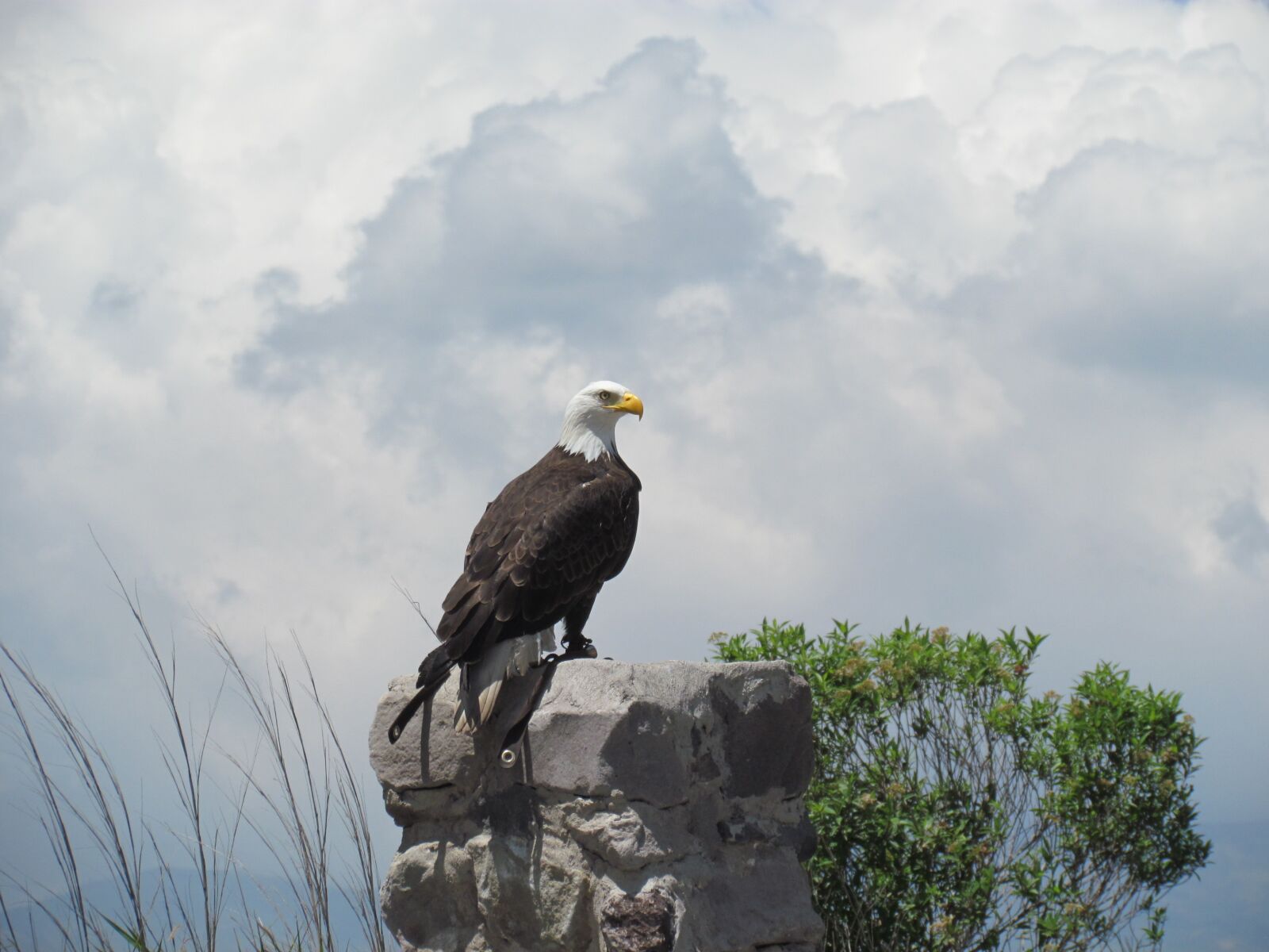 Canon PowerShot SX30 IS sample photo. Eagle, ave, animals photography