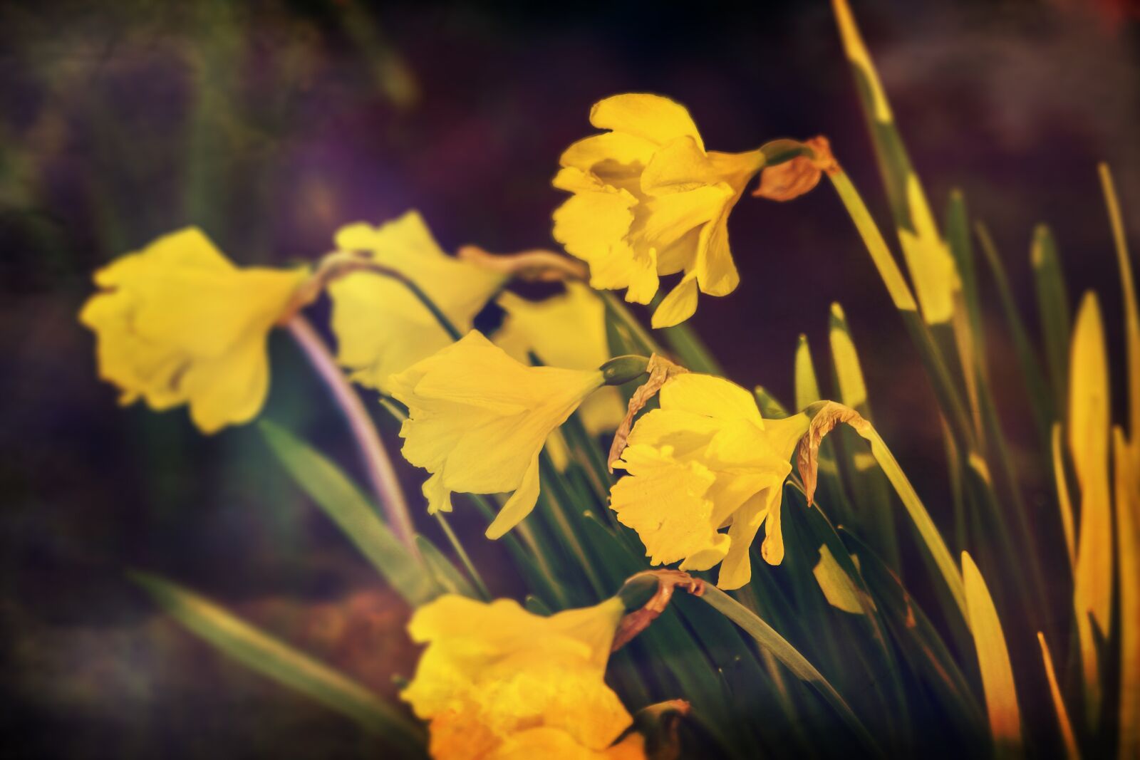 Canon EOS 700D (EOS Rebel T5i / EOS Kiss X7i) sample photo. Daffodils, yellow, flowers photography