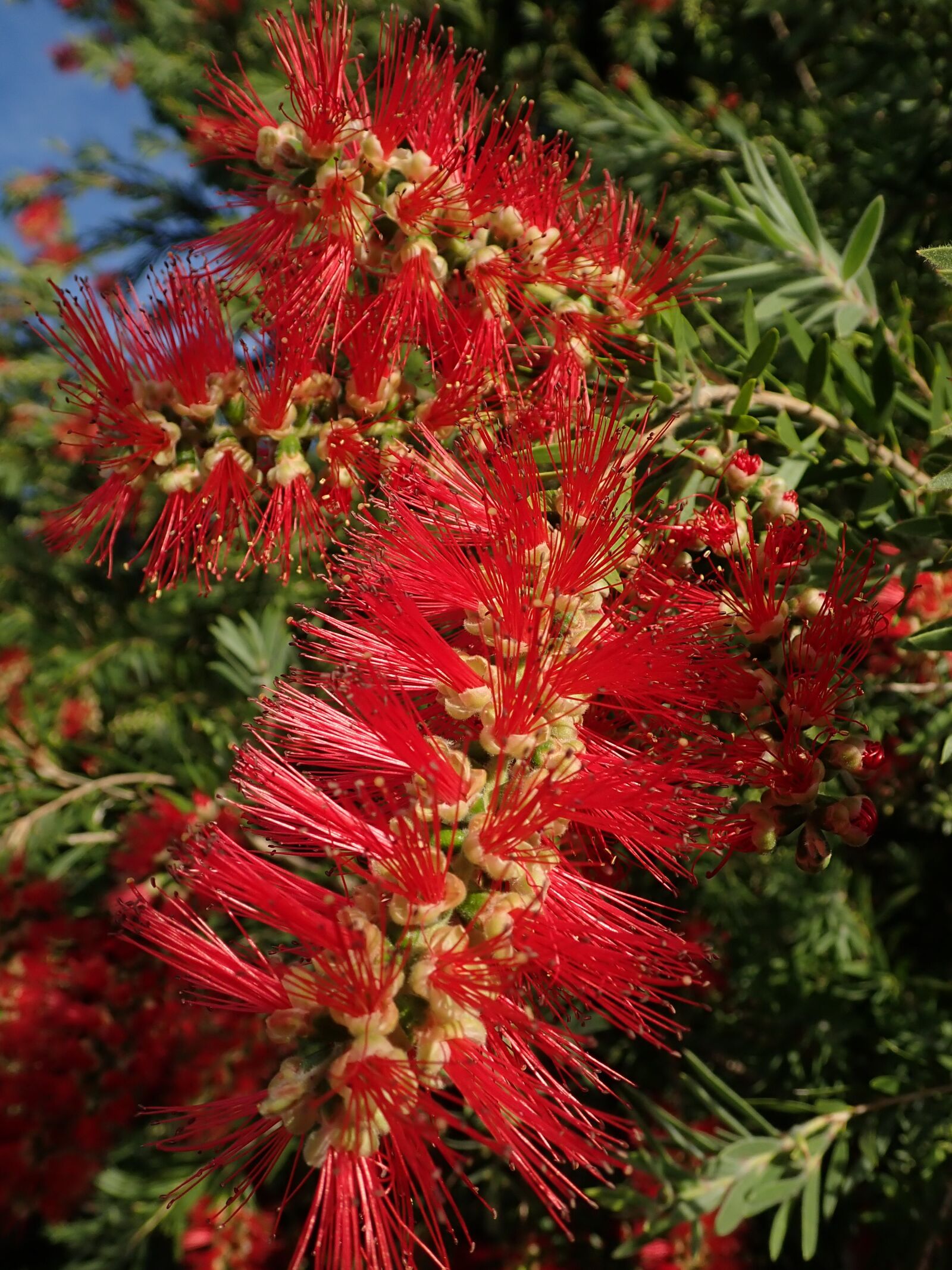 Olympus TG-5 sample photo. Bottle brush, australian, flower photography