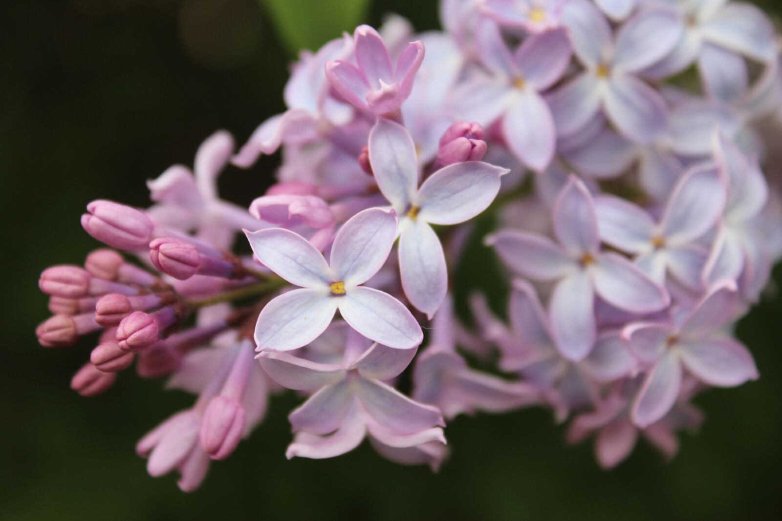 Canon EOS 600D (Rebel EOS T3i / EOS Kiss X5) sample photo. Lilacs, flowers, purple flowers photography