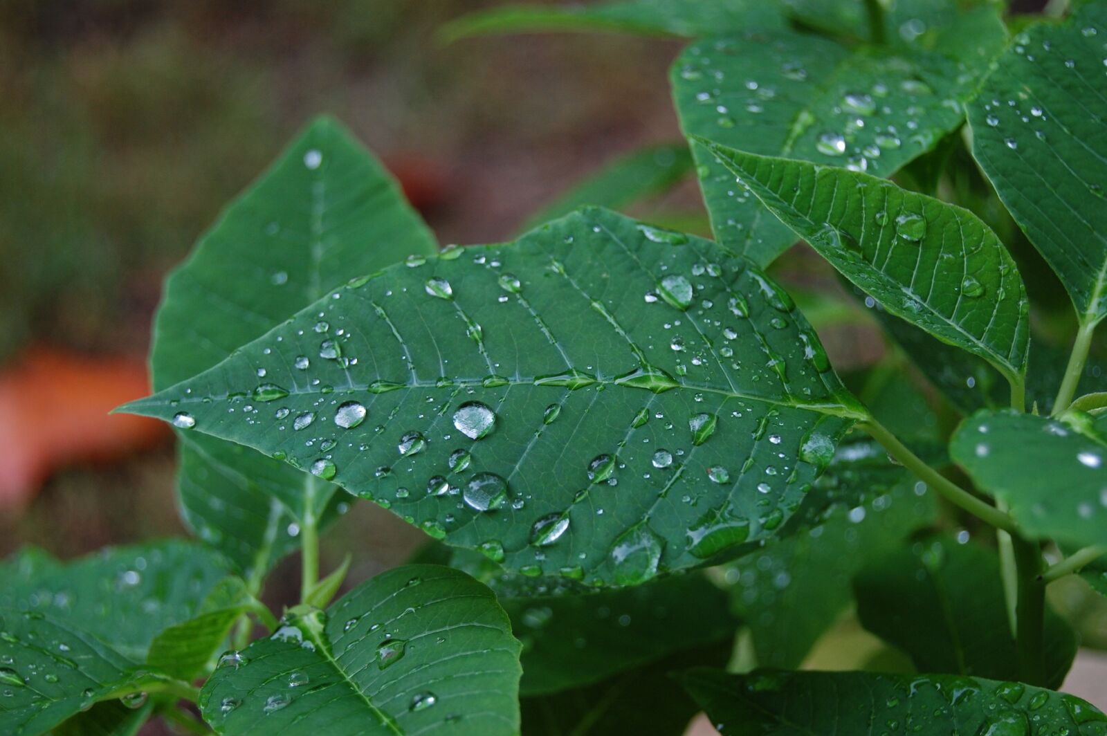 Nikon D40 sample photo. Leaves, raindrops, nature photography