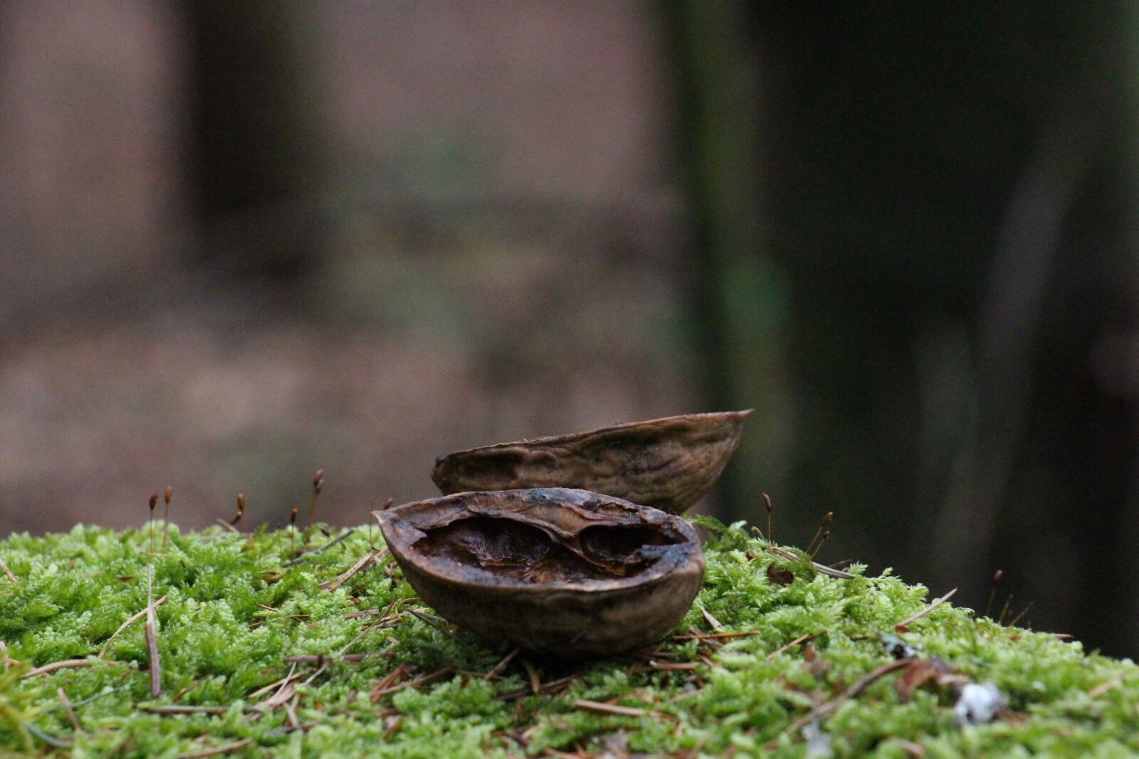 Canon EOS 700D (EOS Rebel T5i / EOS Kiss X7i) sample photo. Nature, leaf, wood photography