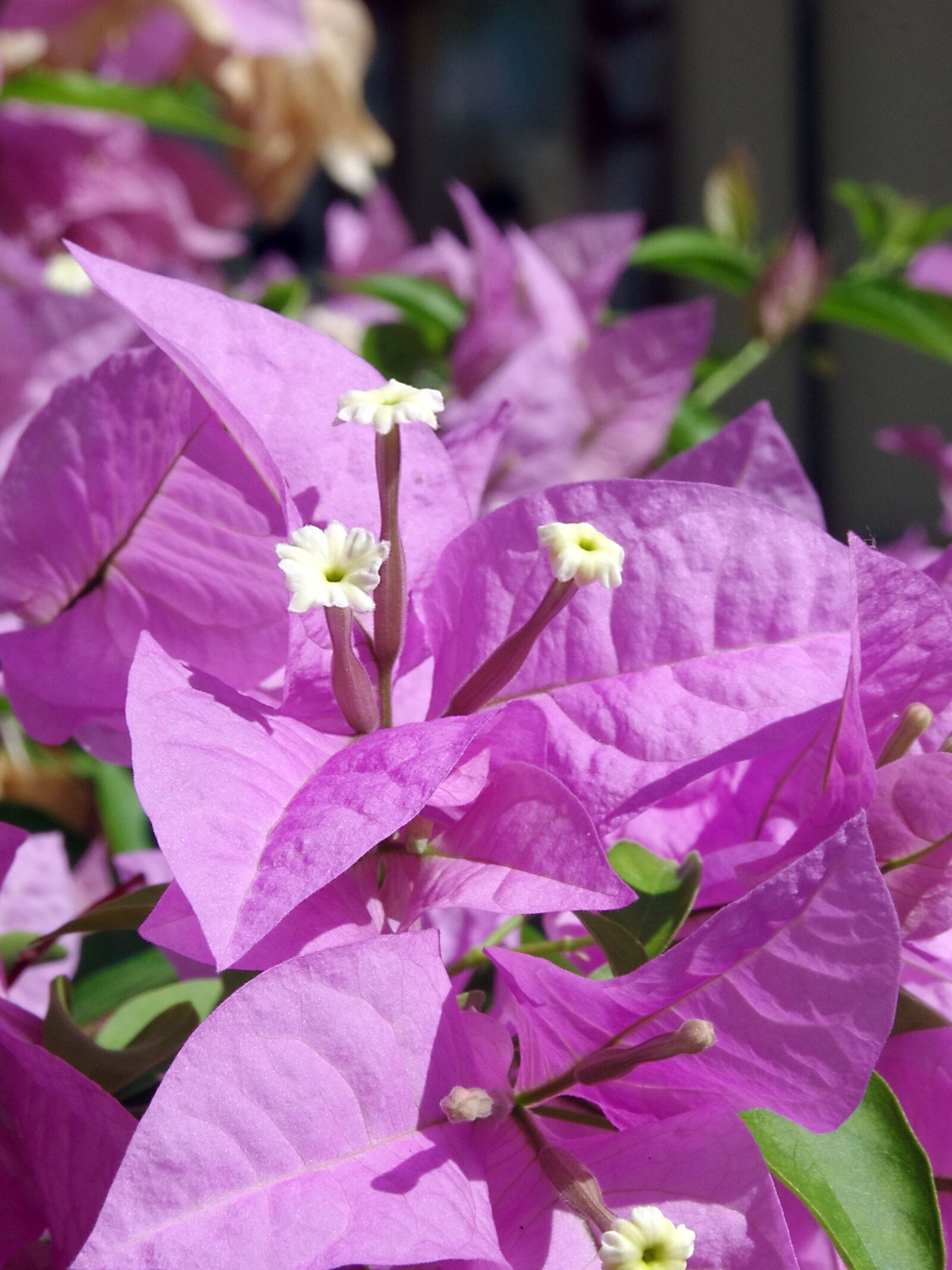 Pentax K-5 sample photo. Bougainvillea, flower, violet photography