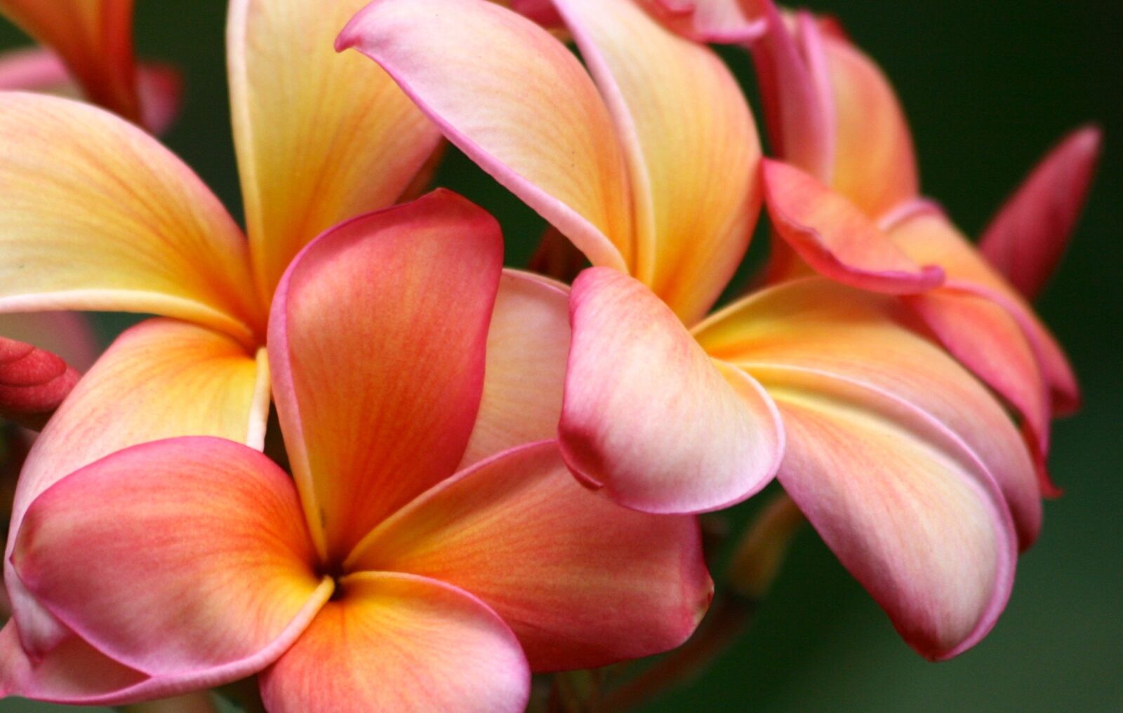 Canon EOS 400D (EOS Digital Rebel XTi / EOS Kiss Digital X) sample photo. Plumeria, flower, nature photography