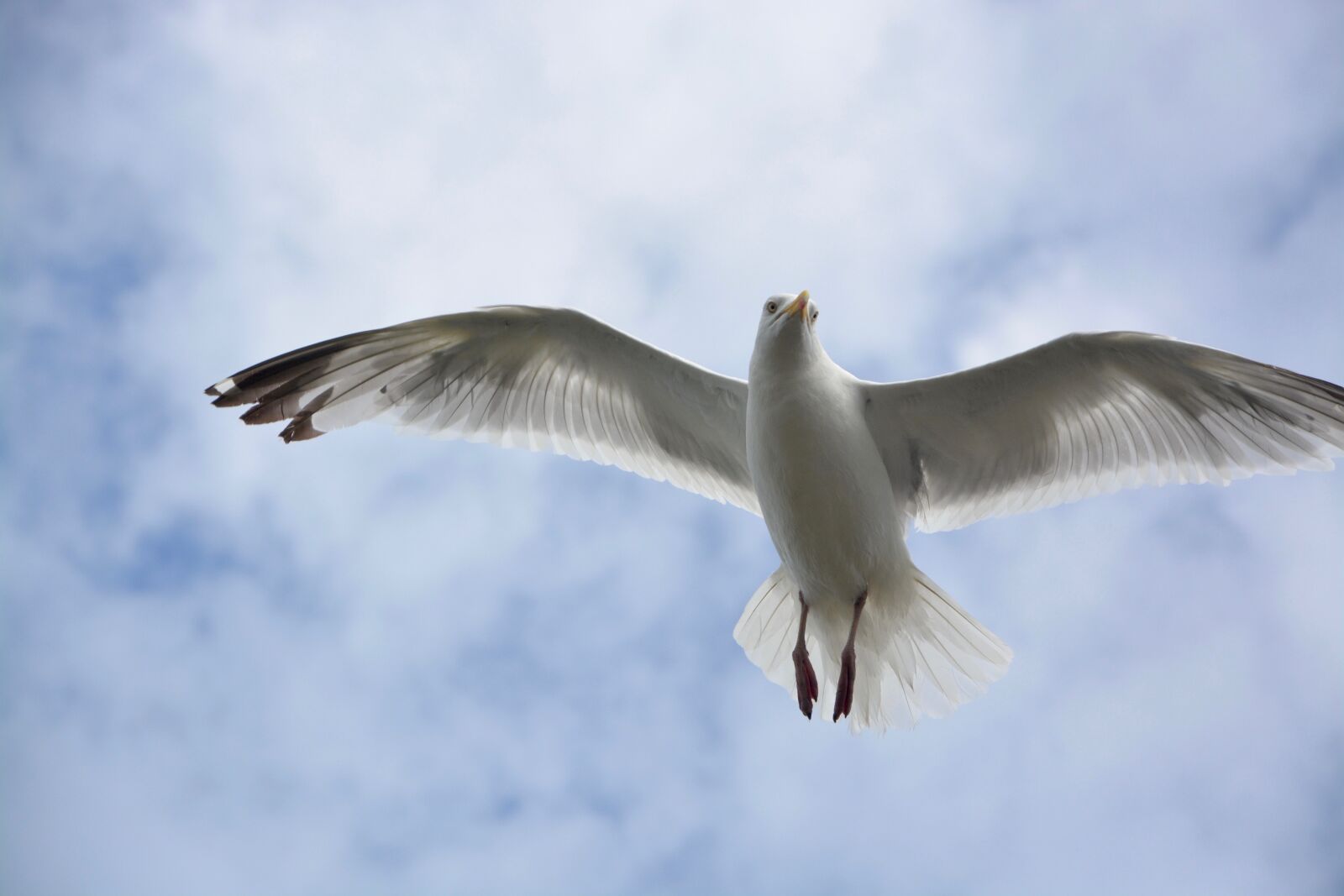 Nikon D5200 sample photo. Gull, head face, look photography