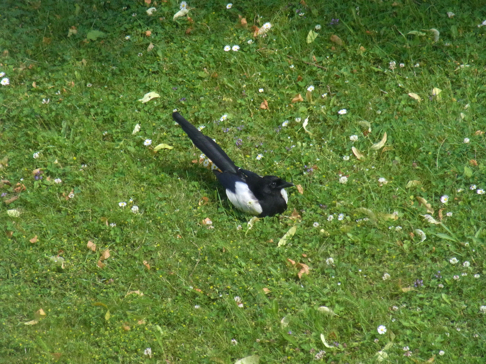 Ricoh CX3 sample photo. Bird, fagel, flowers, green photography