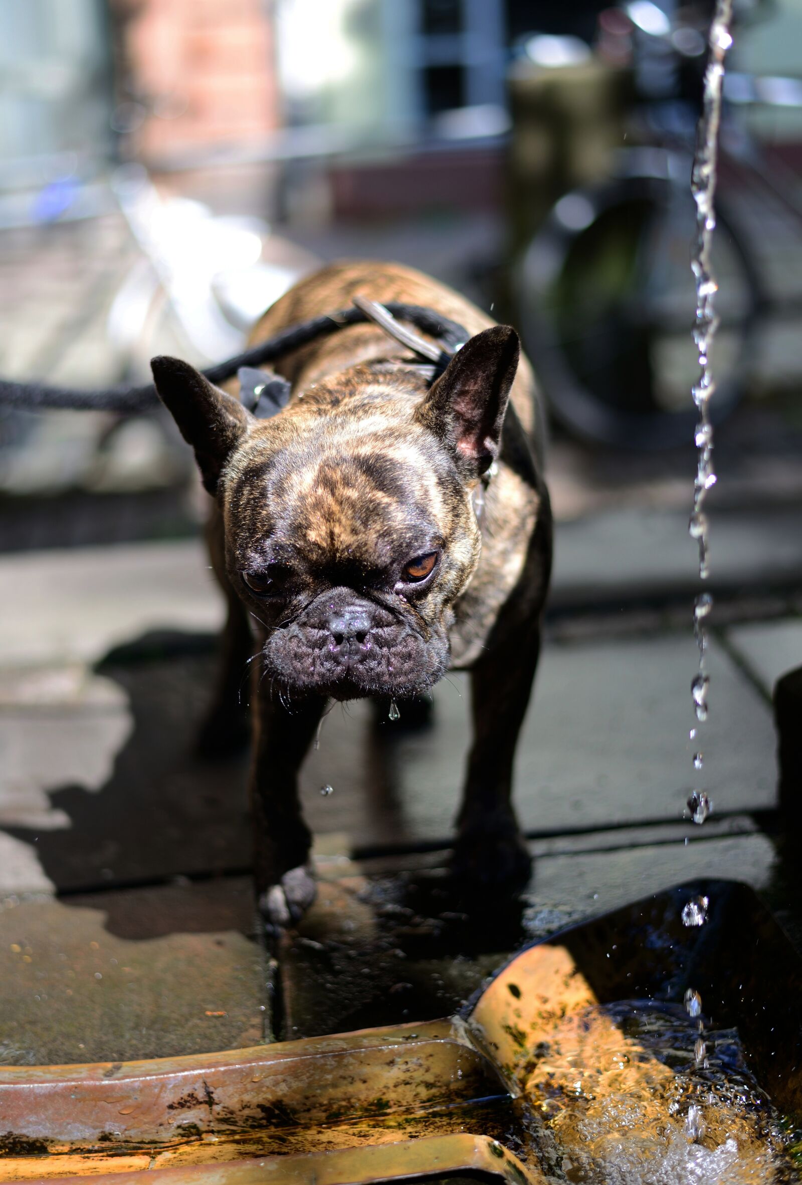 Nikon D610 sample photo. Dog, thirst, drink photography