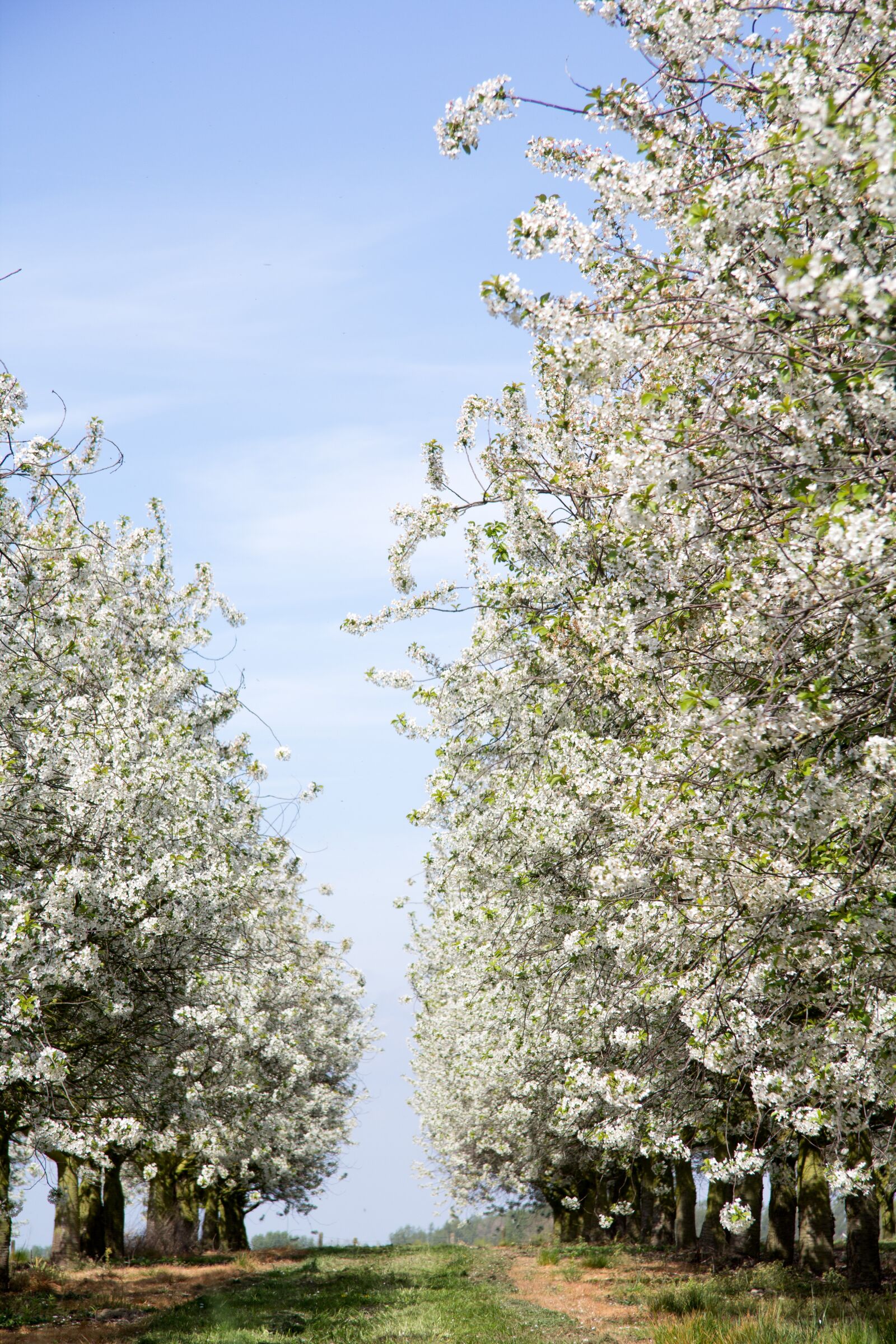 Canon EF-S 17-85mm F4-5.6 IS USM sample photo. Blossoms, trees, road photography