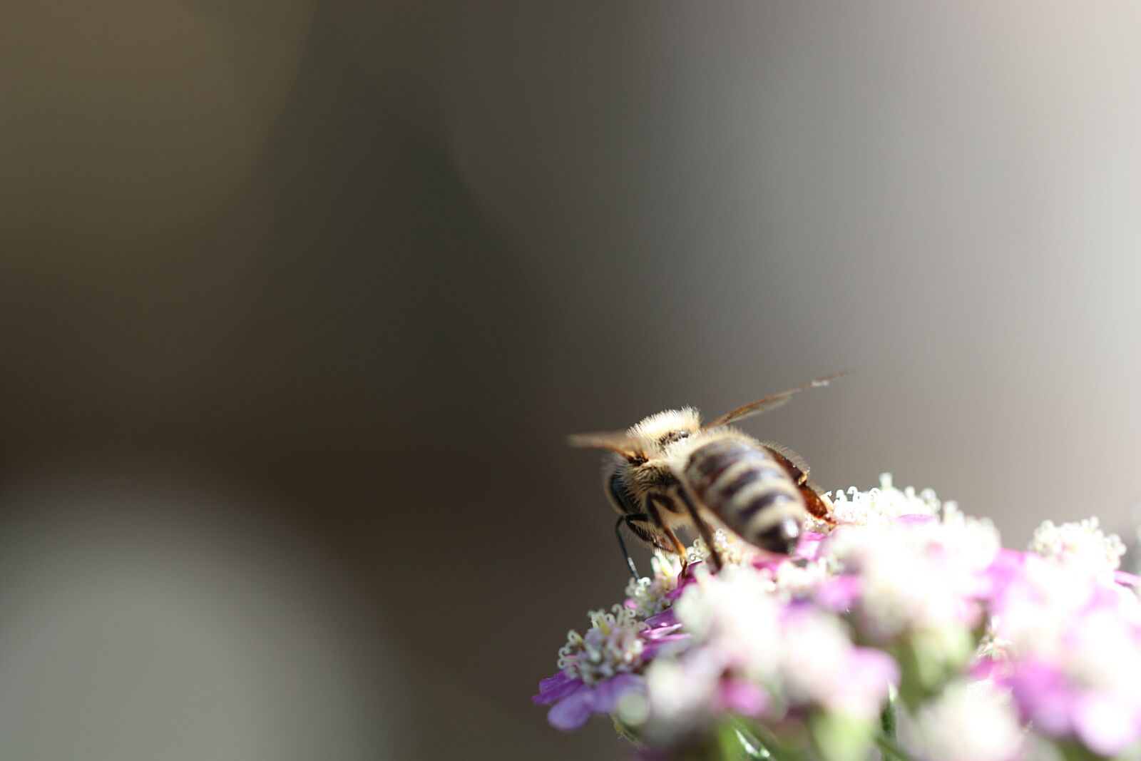Canon EOS 80D sample photo. Bee, insect, pollen photography