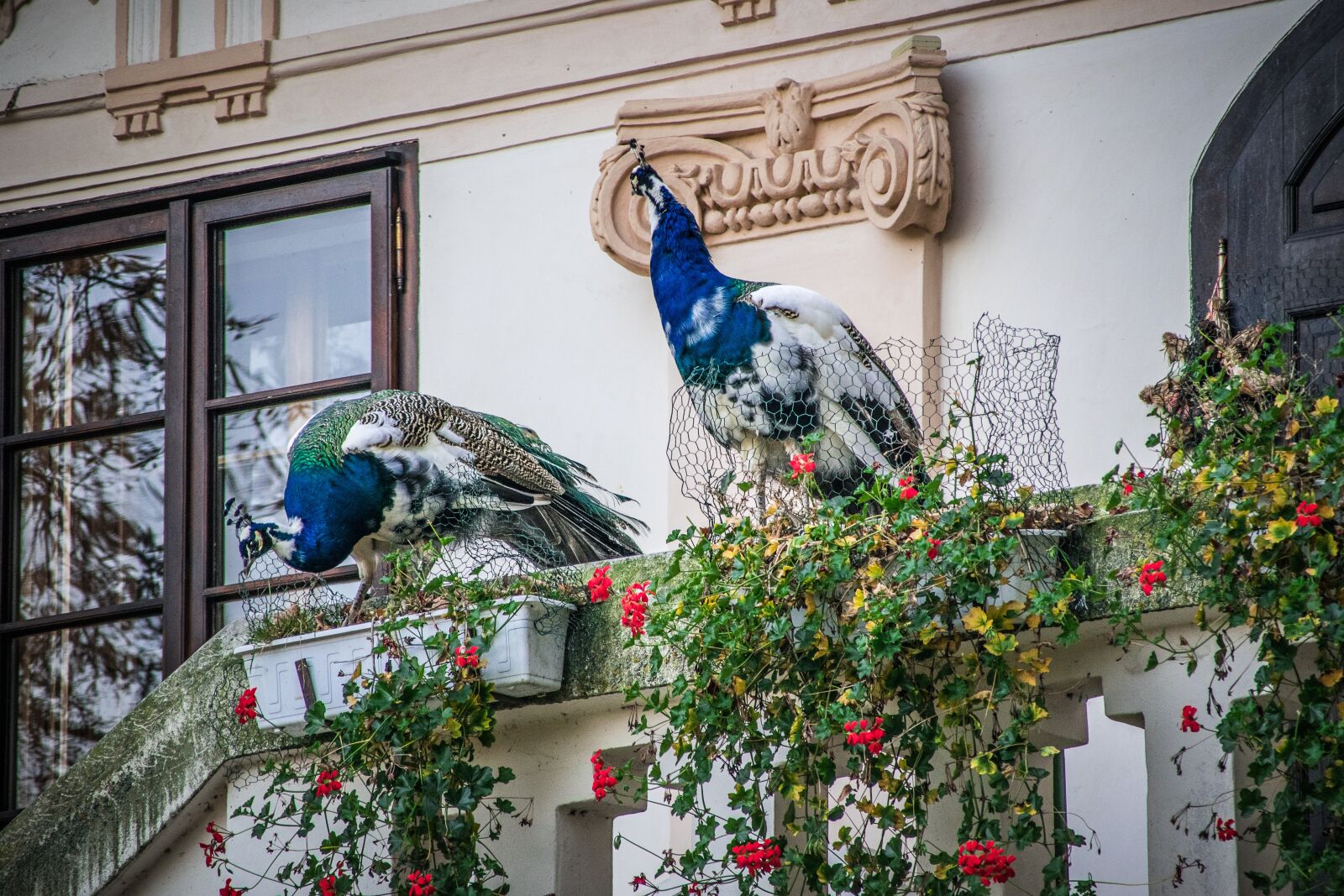 Nikon D5300 sample photo. Peacock, castle, architecture photography