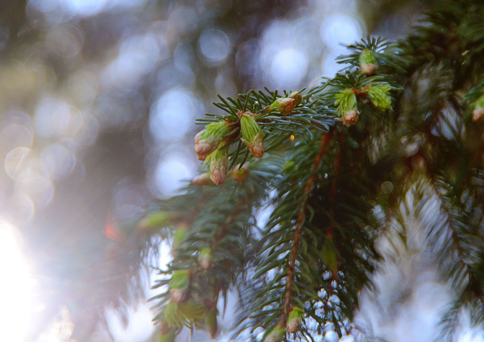 Nikon D7000 sample photo. Forest, nature, spruce photography
