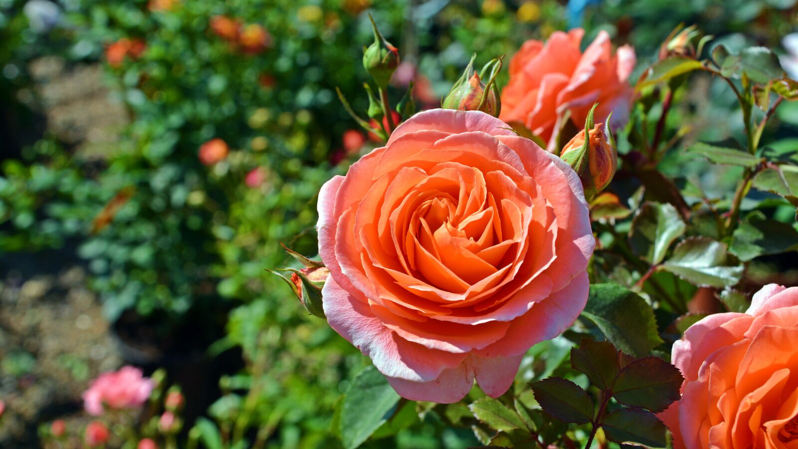 Nikon D5200 sample photo. Flower, rose, orange rose photography