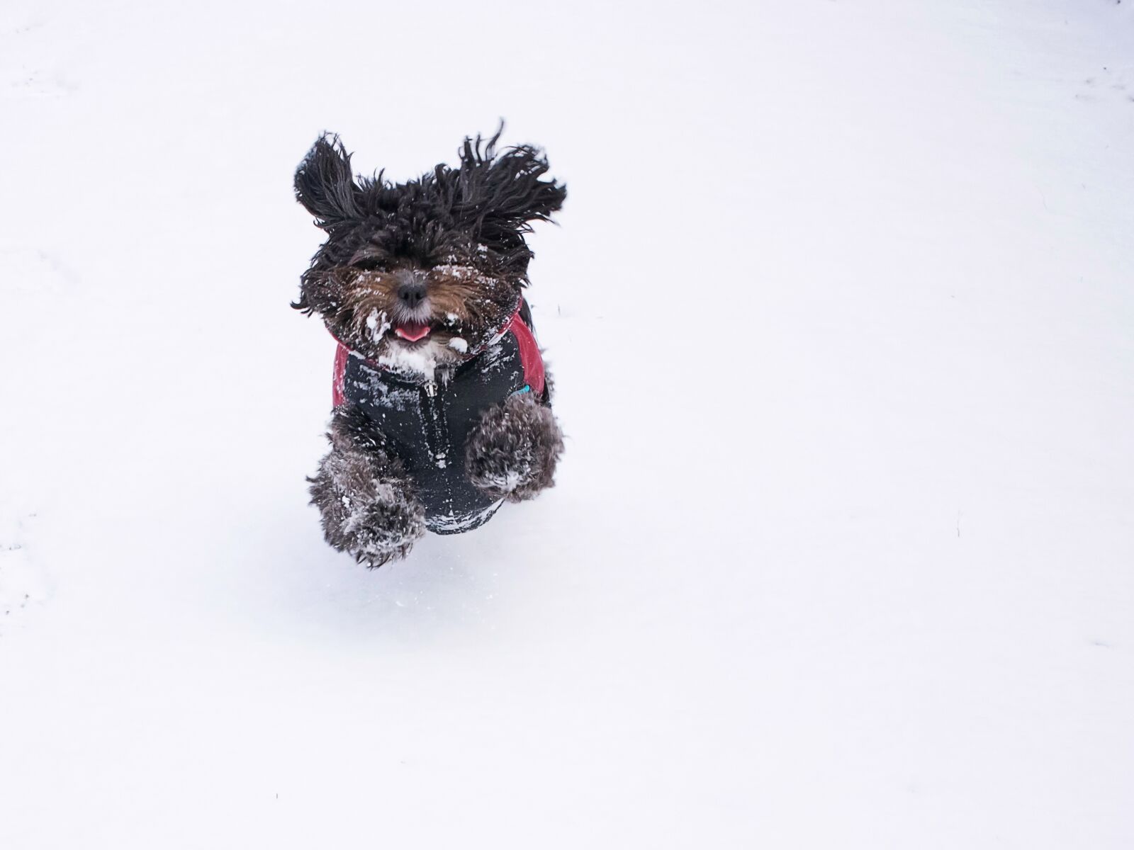 Nikon D5300 sample photo. Dog, bolonka, optional photography