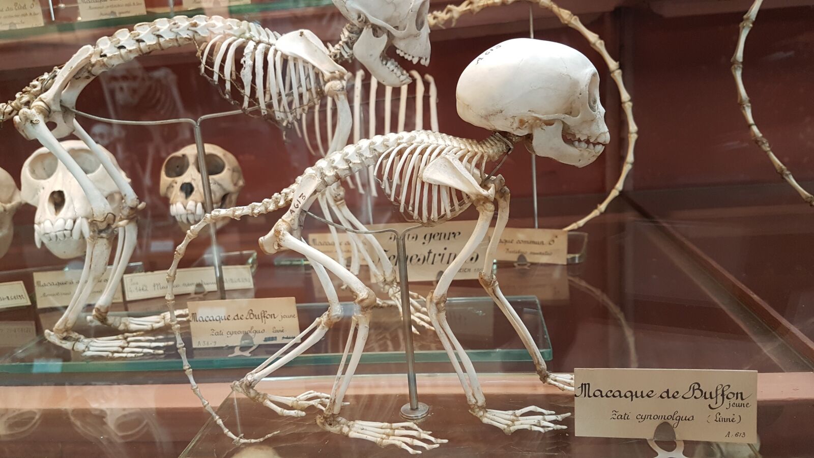 Samsung Galaxy S7 Edge sample photo. Museum of natural history photography