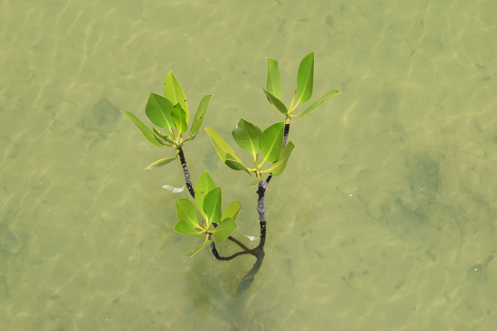 Nikon D3300 sample photo. Mangrove, water, tropical photography