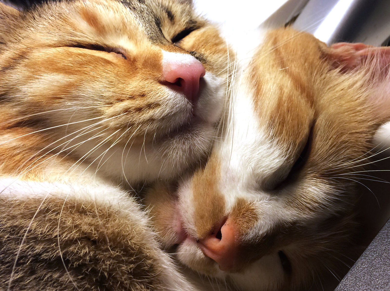 iPhone 5s back camera 4.15mm f/2.2 sample photo. Cats, indoor photography